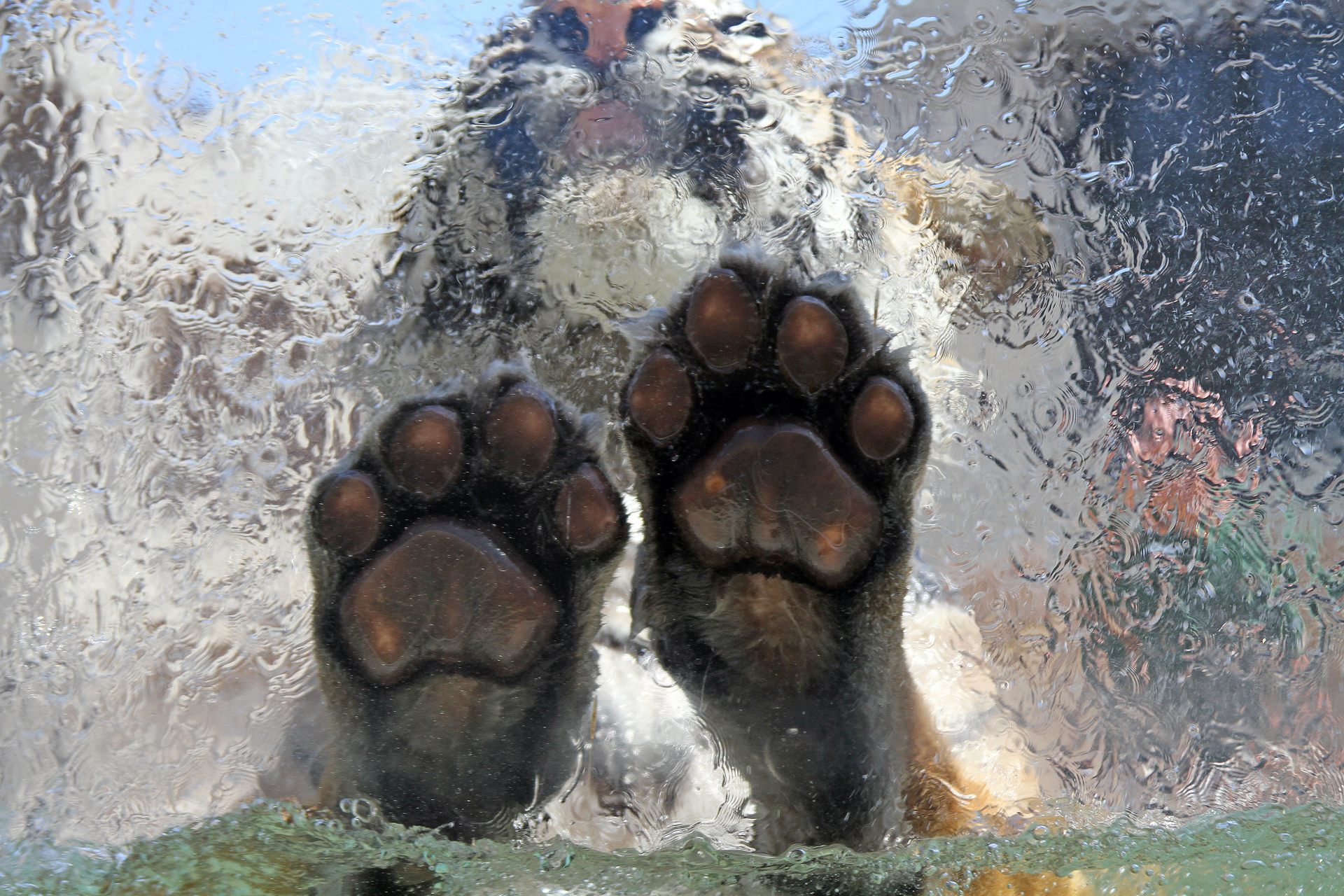 Tiger paws and face behind a wet glass HD Wallpaper