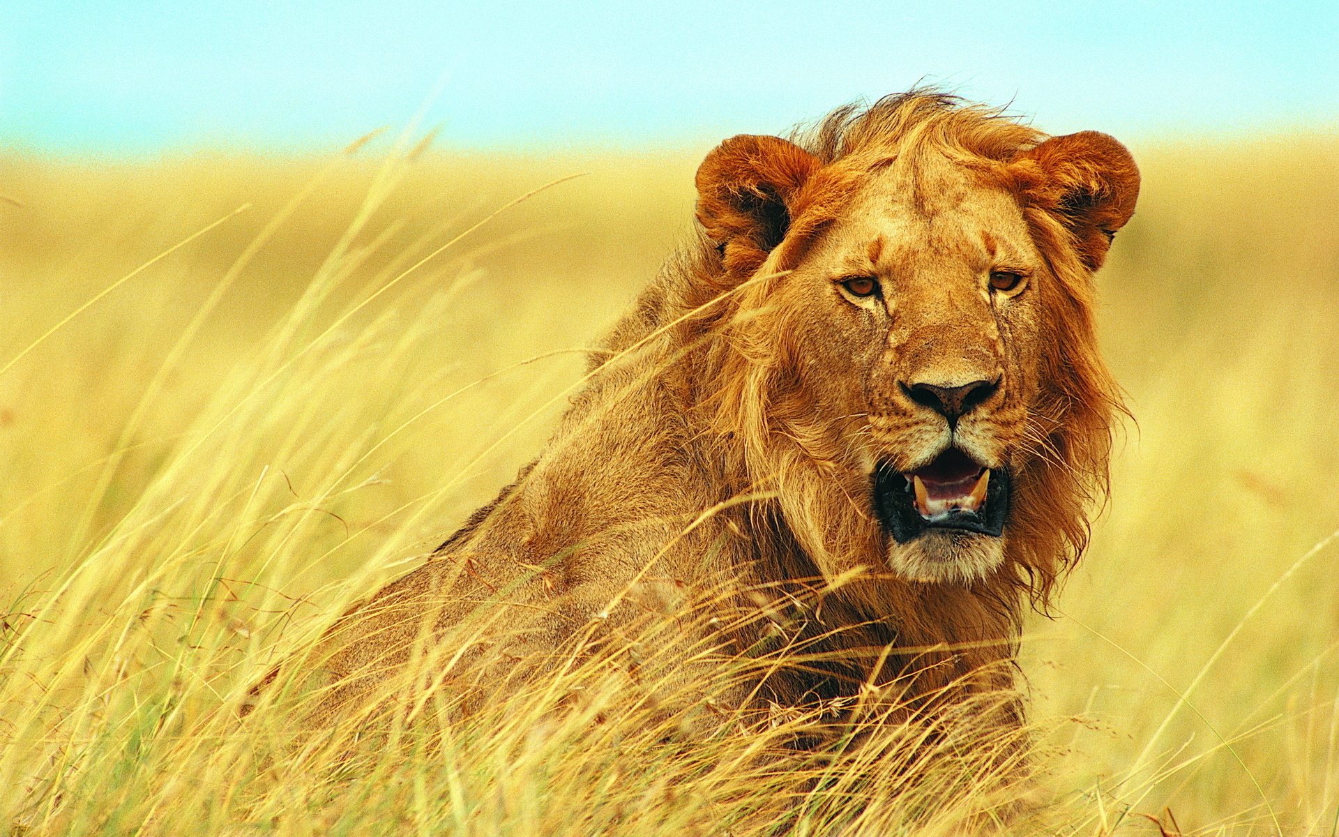 Lion in tall grass HD Wallpaper