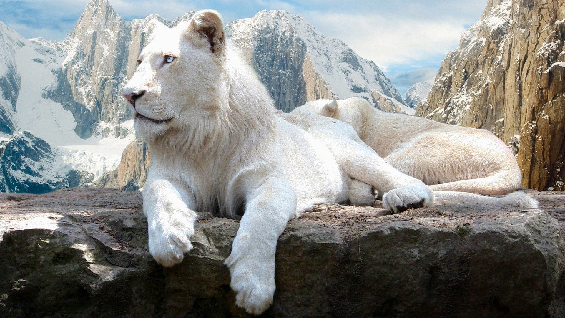 White Lions in Snowy Mountains HD Wallpaper