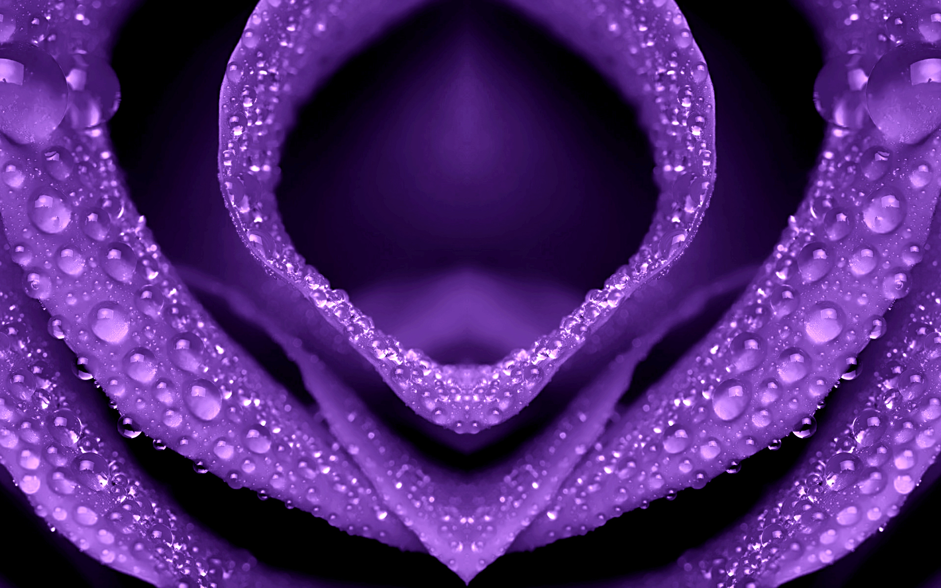 Purple flower petals with water droplets HD Wallpaper