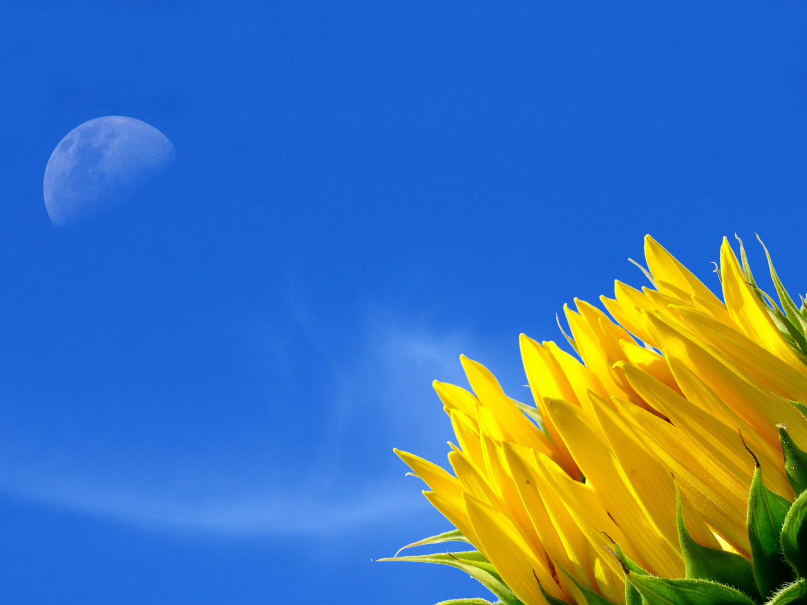 Sunflower petals against a blue sky with a crescent moon HD Wallpaper