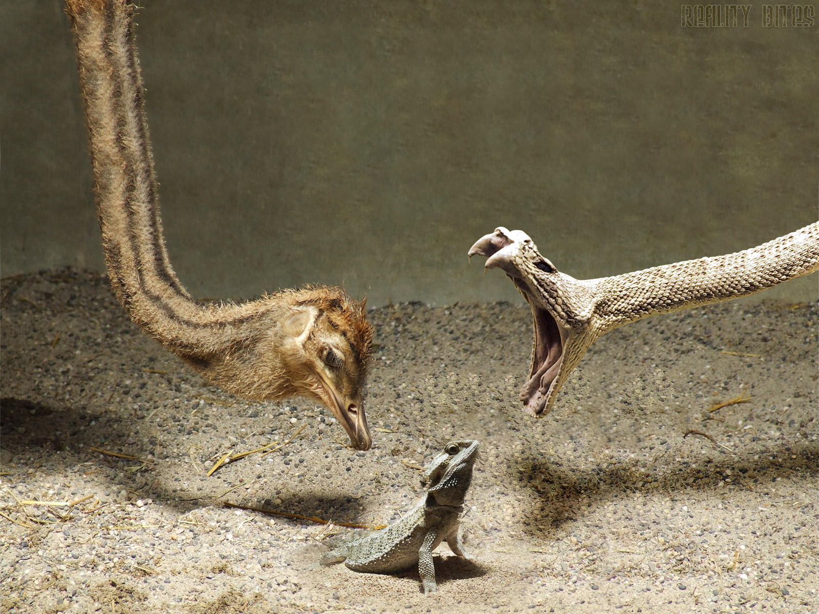 Ostrich, Snake, and Lizard in a Confrontation HD Wallpaper