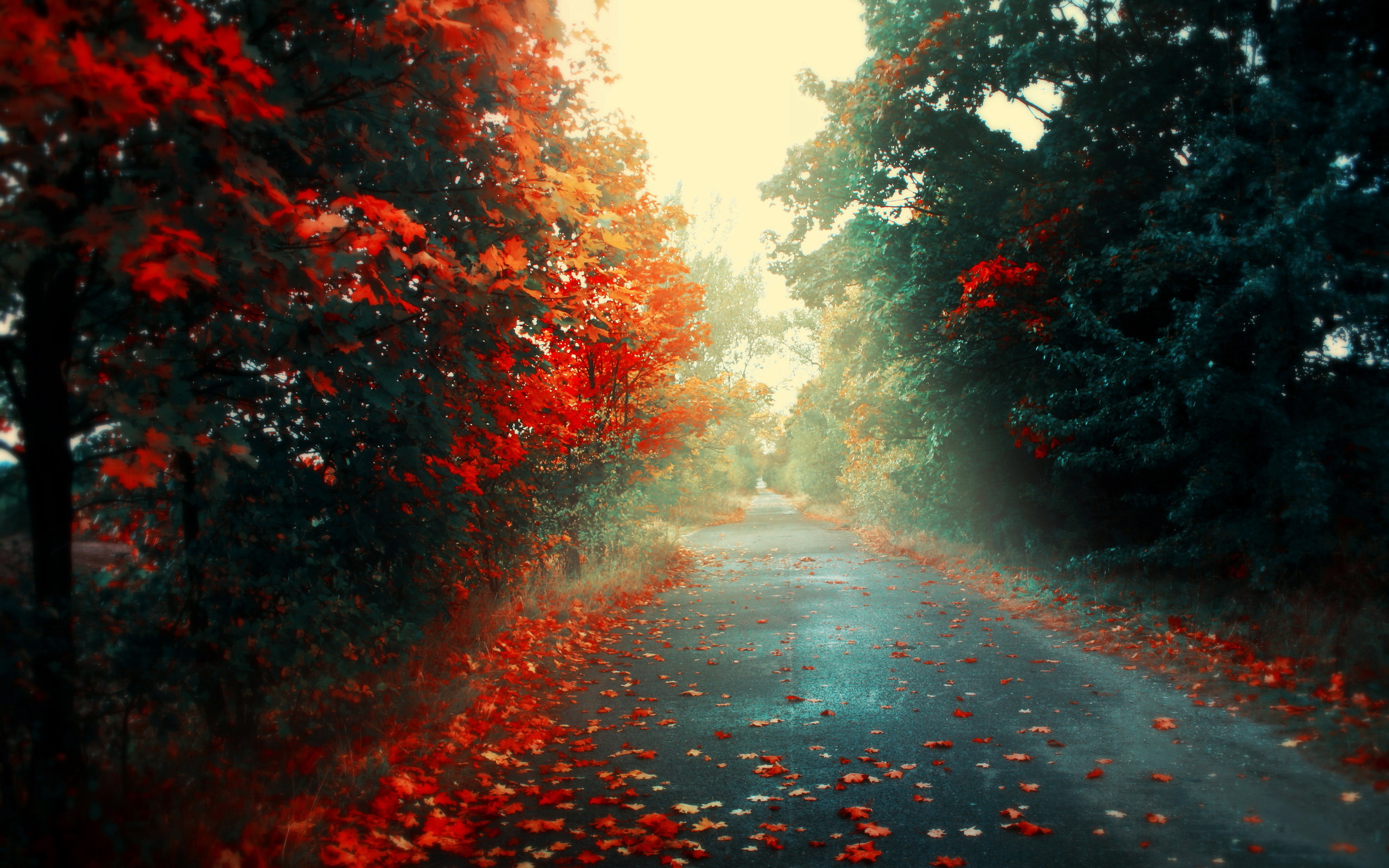 Autumn road through a forest with fallen leaves HD Wallpaper