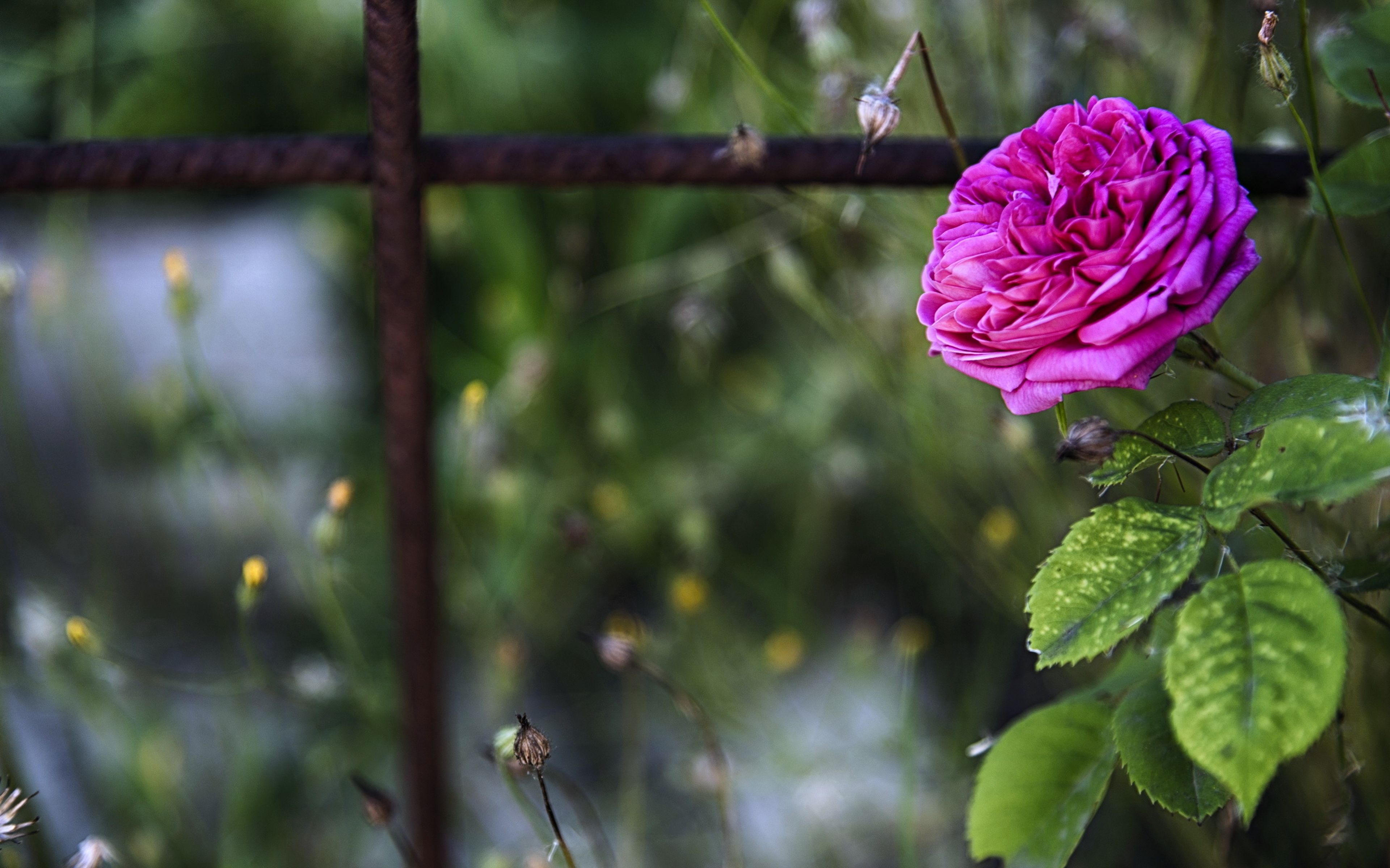 Pink Rose in a Garden with Rusty Bars HD Wallpaper