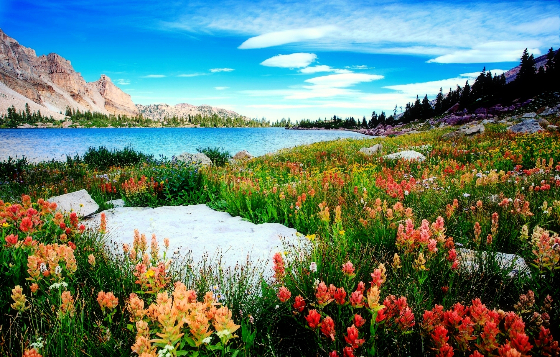 Wildflowers by a Mountain Lake HD Wallpaper