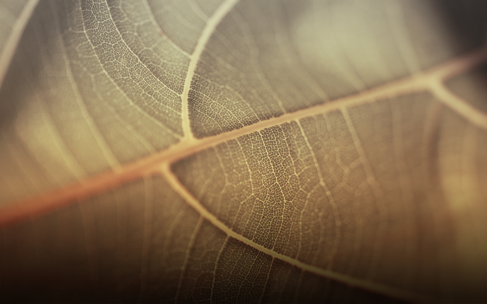 Macro view of a dry leaf's intricate veins HD Wallpaper