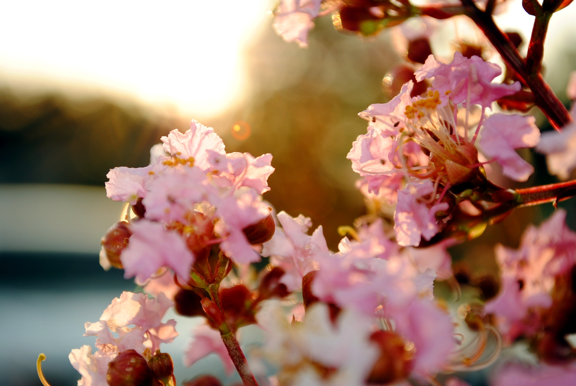 Close-up of pink crepe myrtle flowers at sunset HD Wallpaper