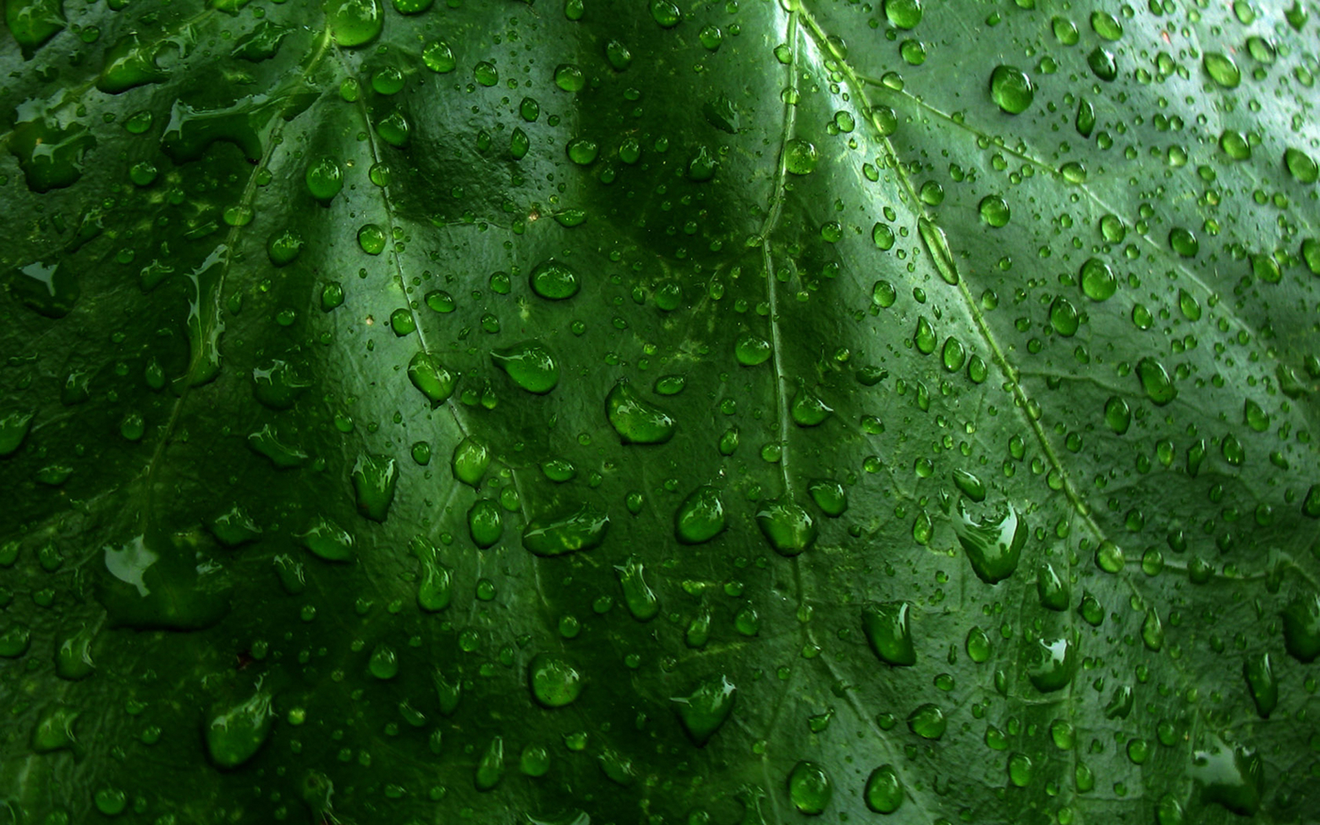 Green leaf with water droplets HD Wallpaper