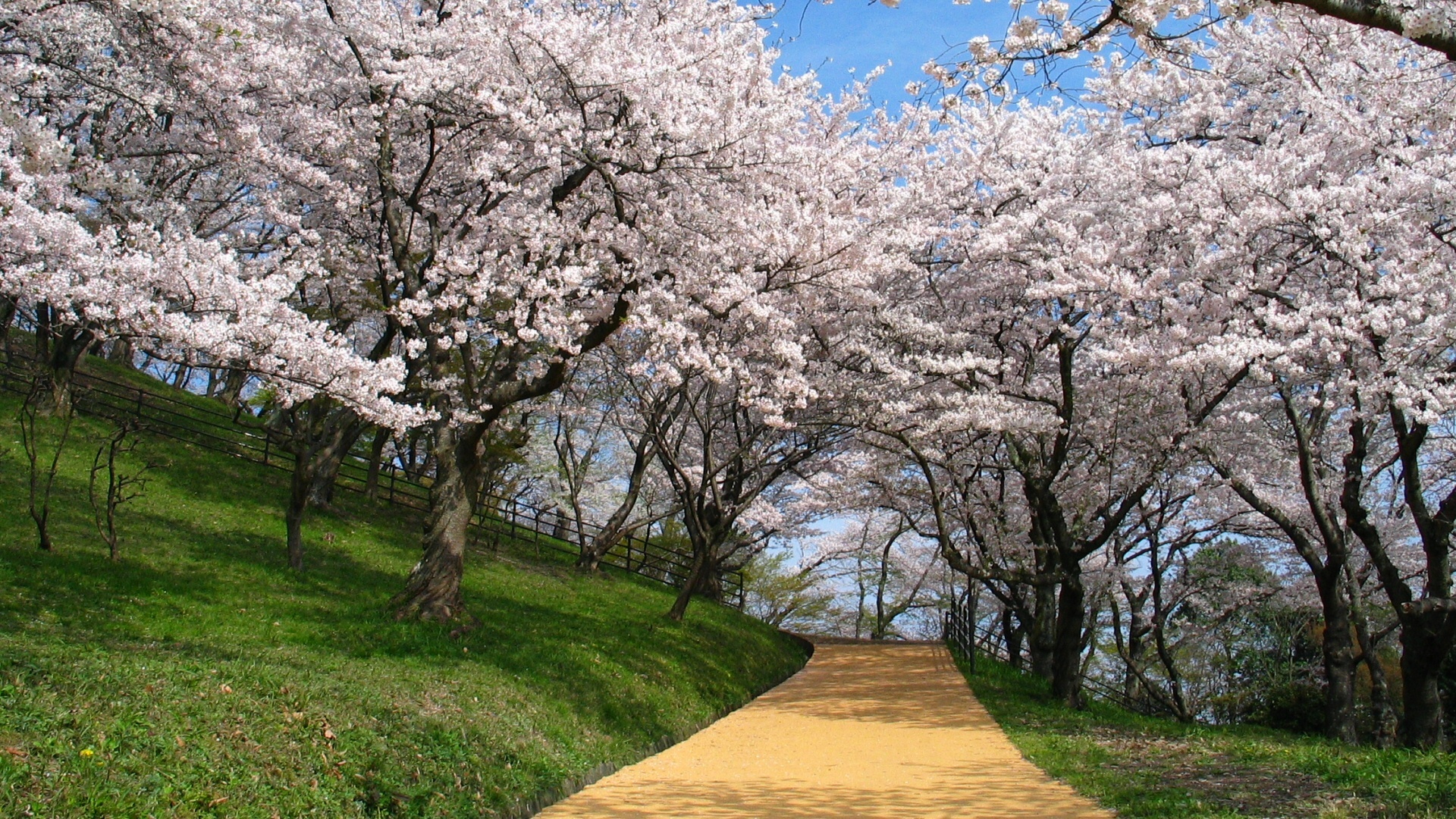 Path through cherry blossom trees in bloom HD Wallpaper