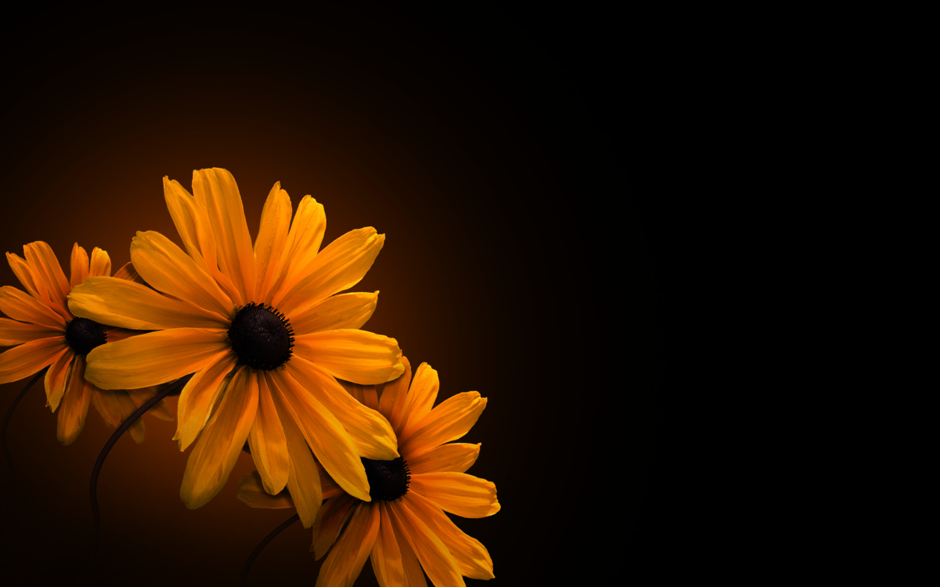 Orange flowers with black centers on a dark background HD Wallpaper