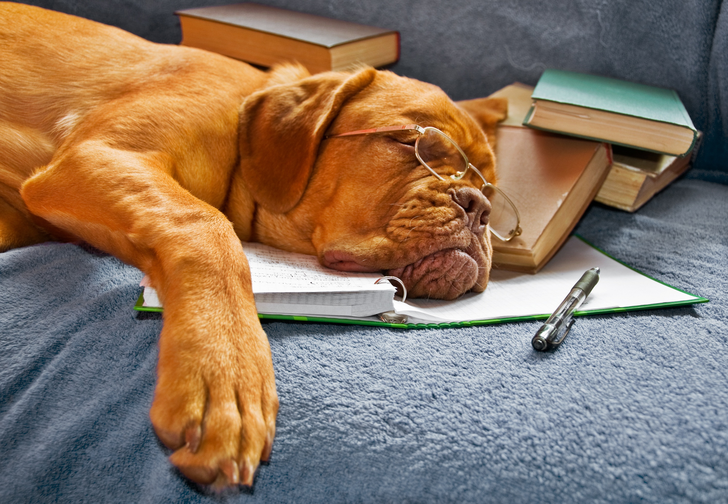 Dogue de Bordeaux dog wearing glasses sleeping on books HD Wallpaper