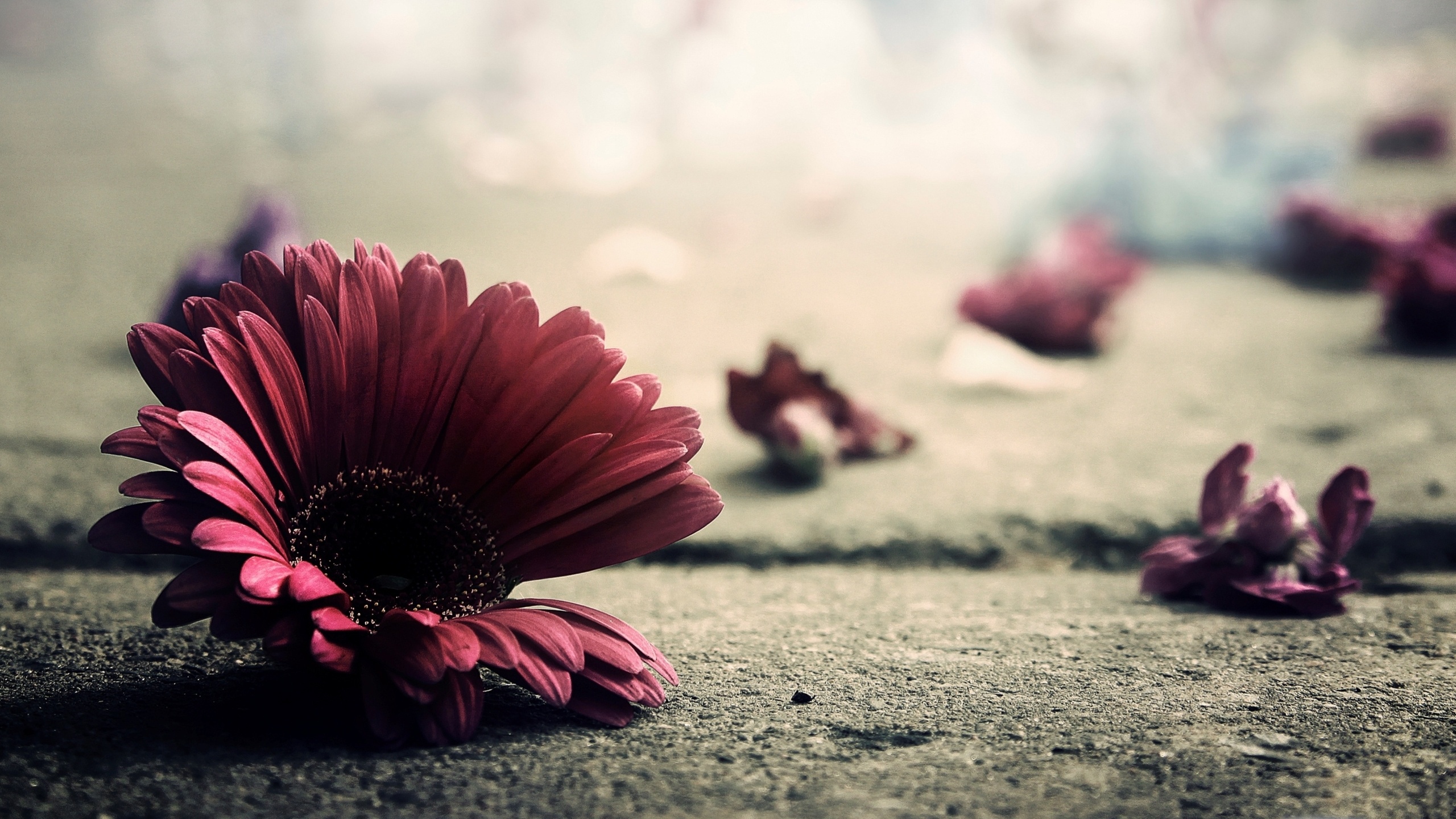 Red Gerbera Daisy on Concrete HD Wallpaper