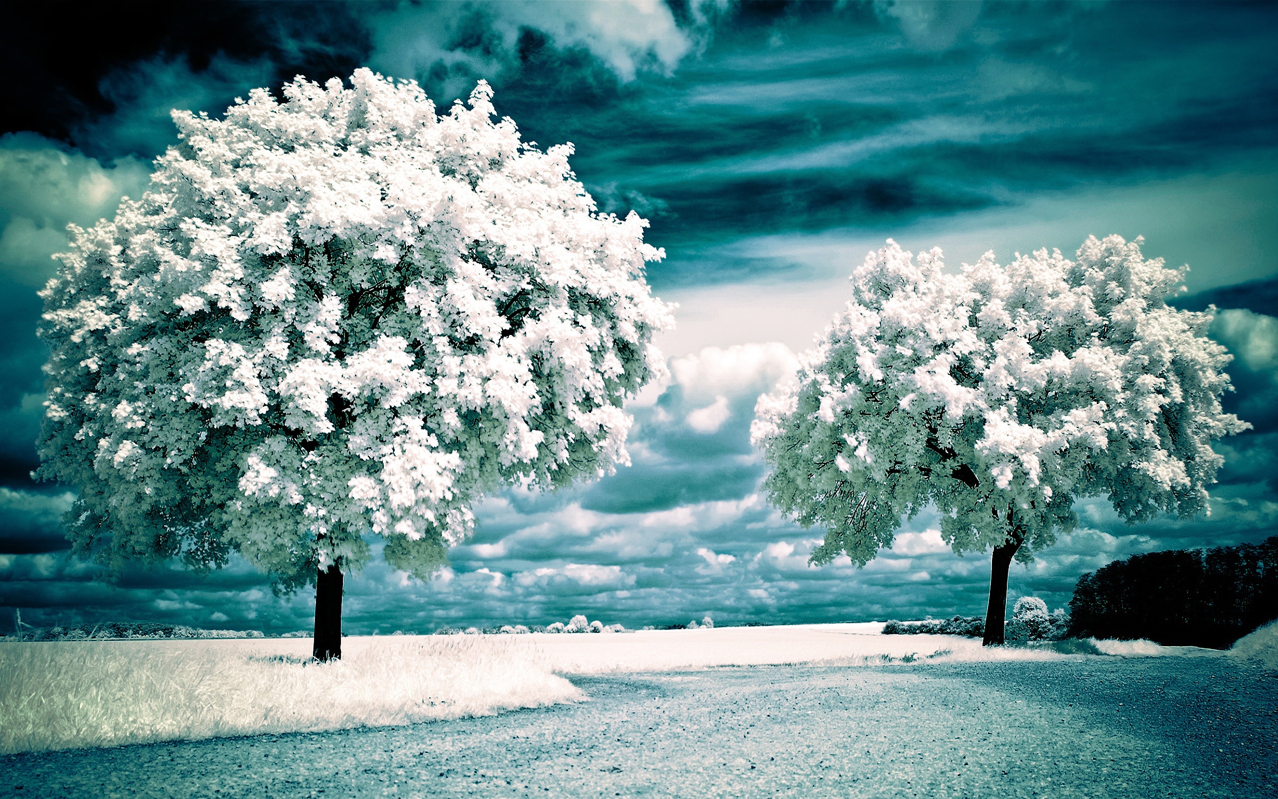 Two white trees under a dark sky HD Wallpaper