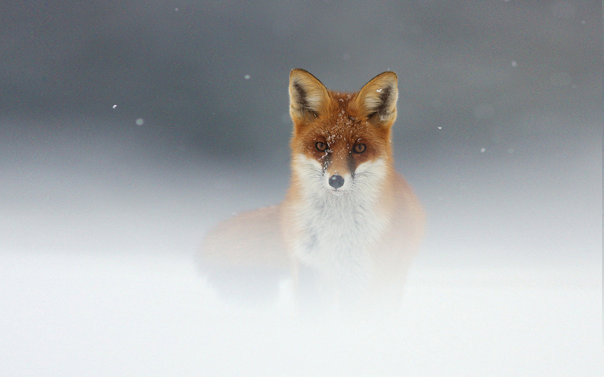 Red Fox in a Snowy Landscape HD Wallpaper
