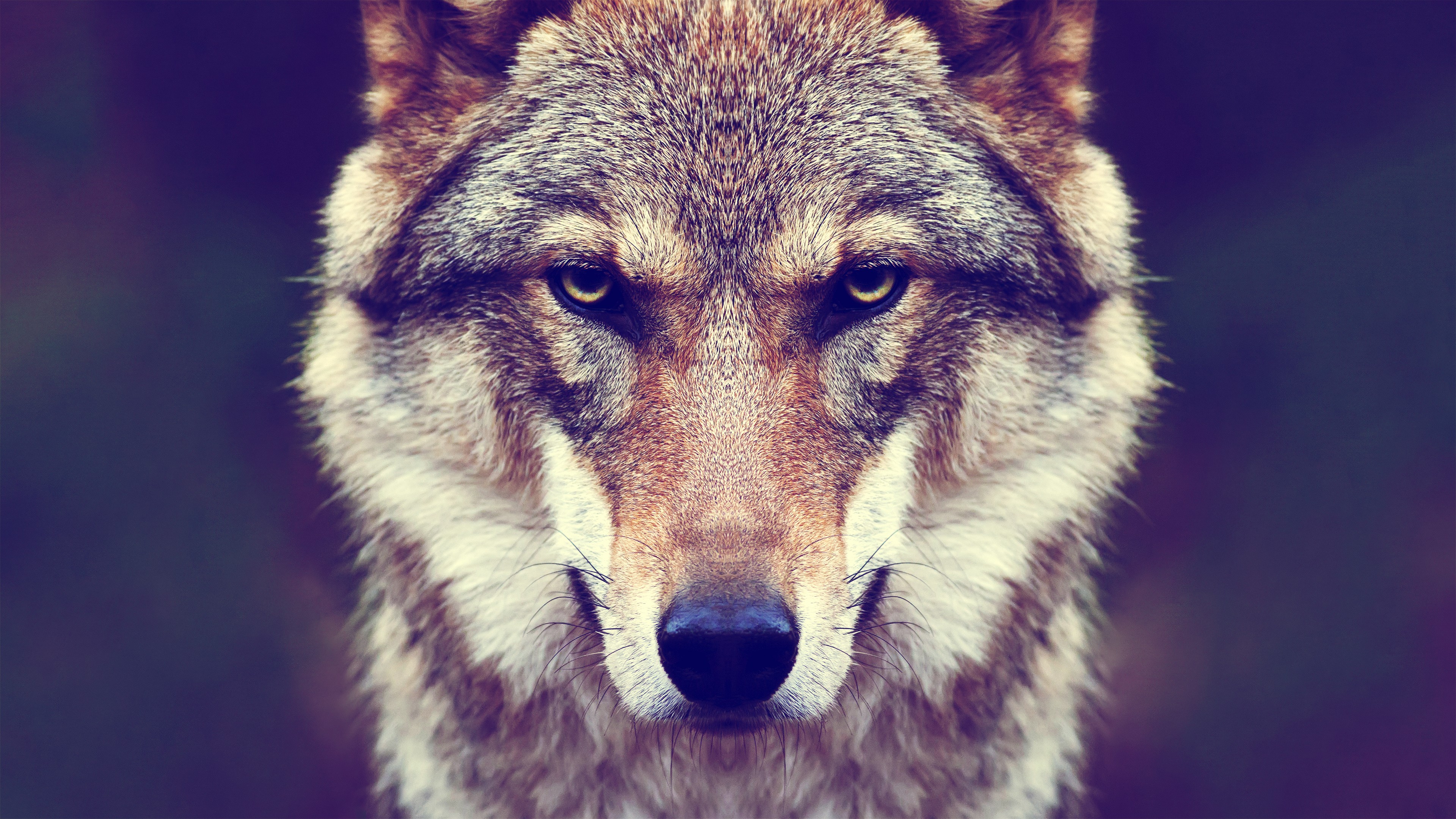 Close-up of a wolf's face HD Wallpaper