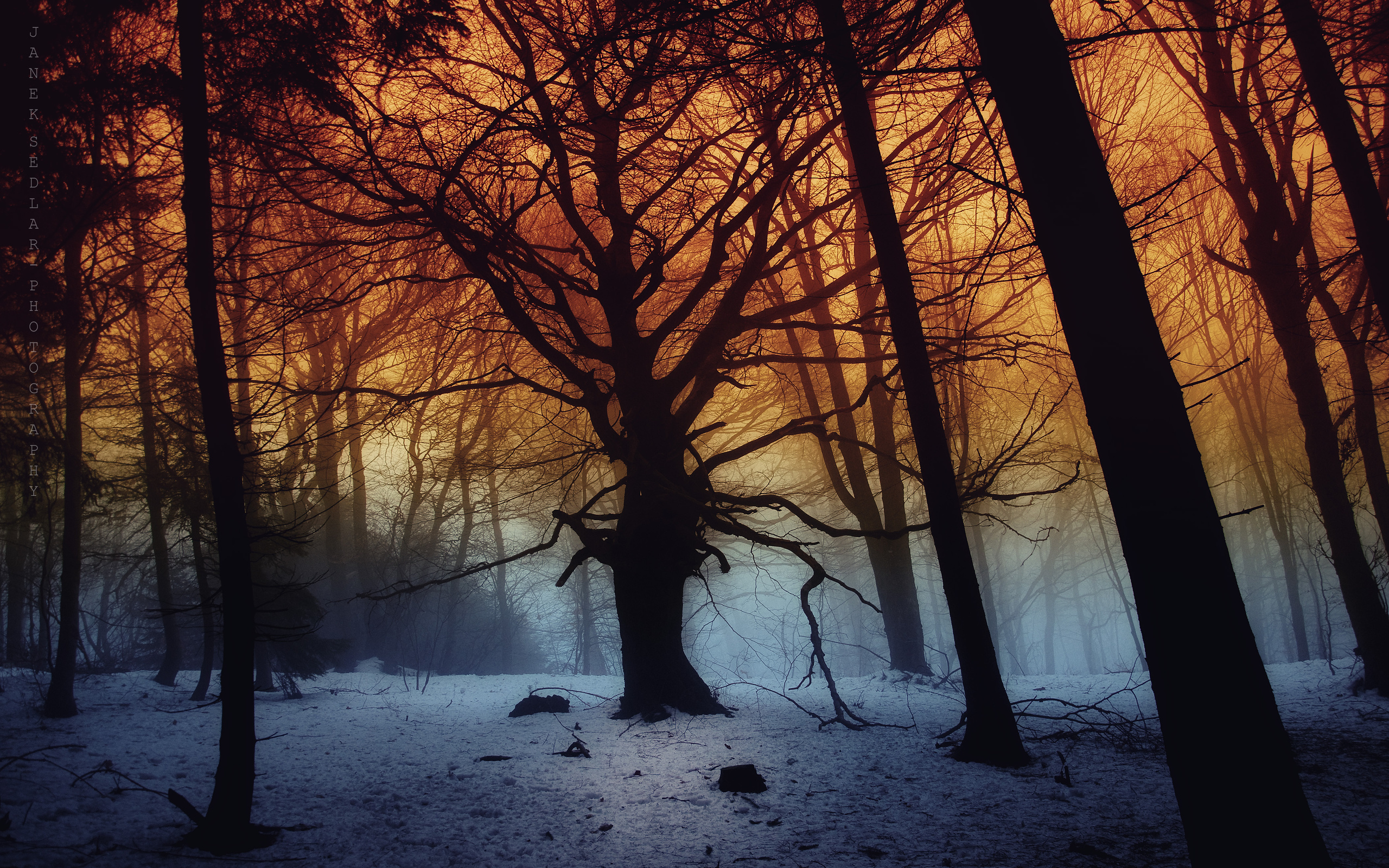 Forest in Winter with Snow and Trees HD Wallpaper