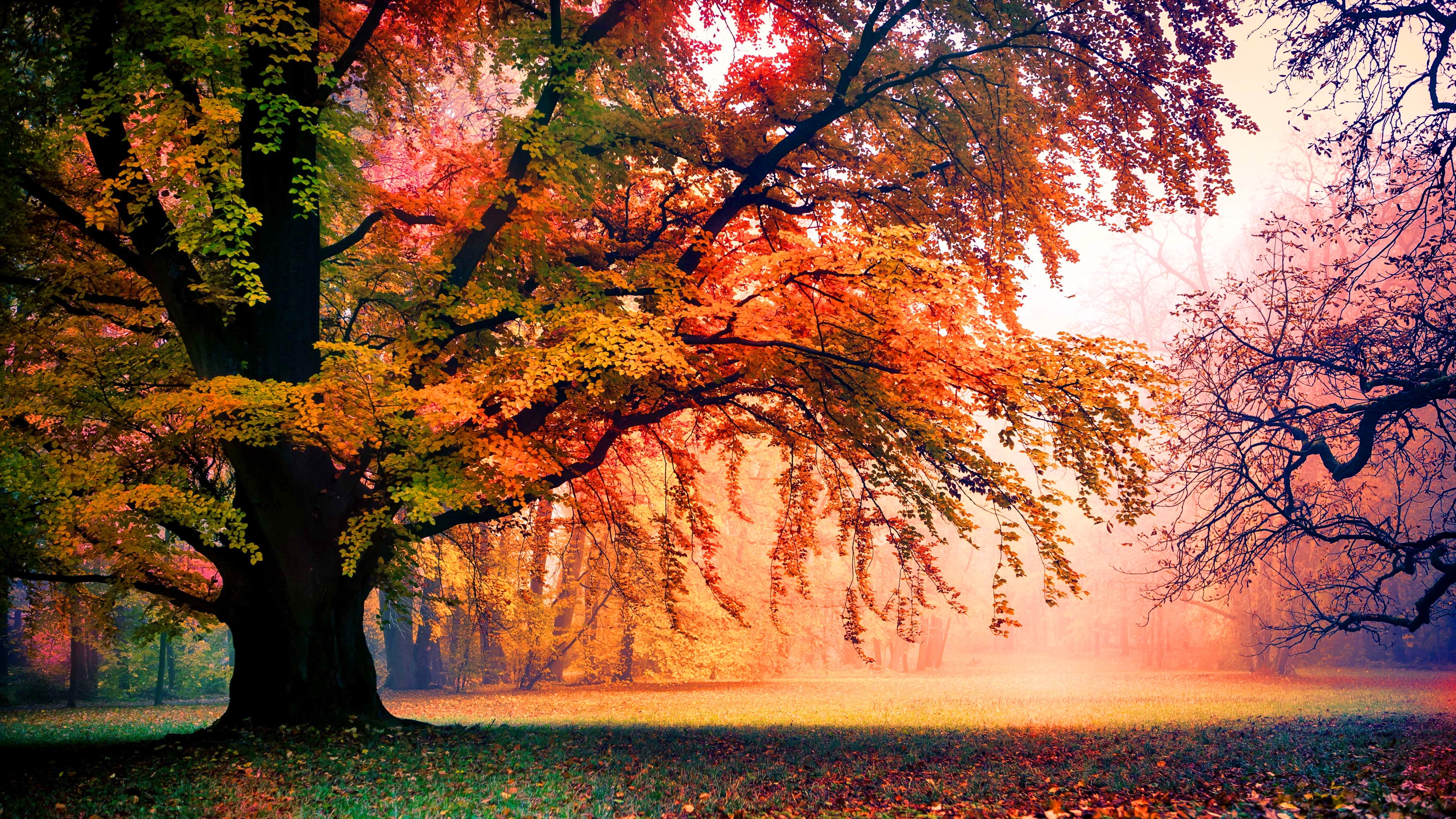 Autumn park with fog and colorful trees HD Wallpaper