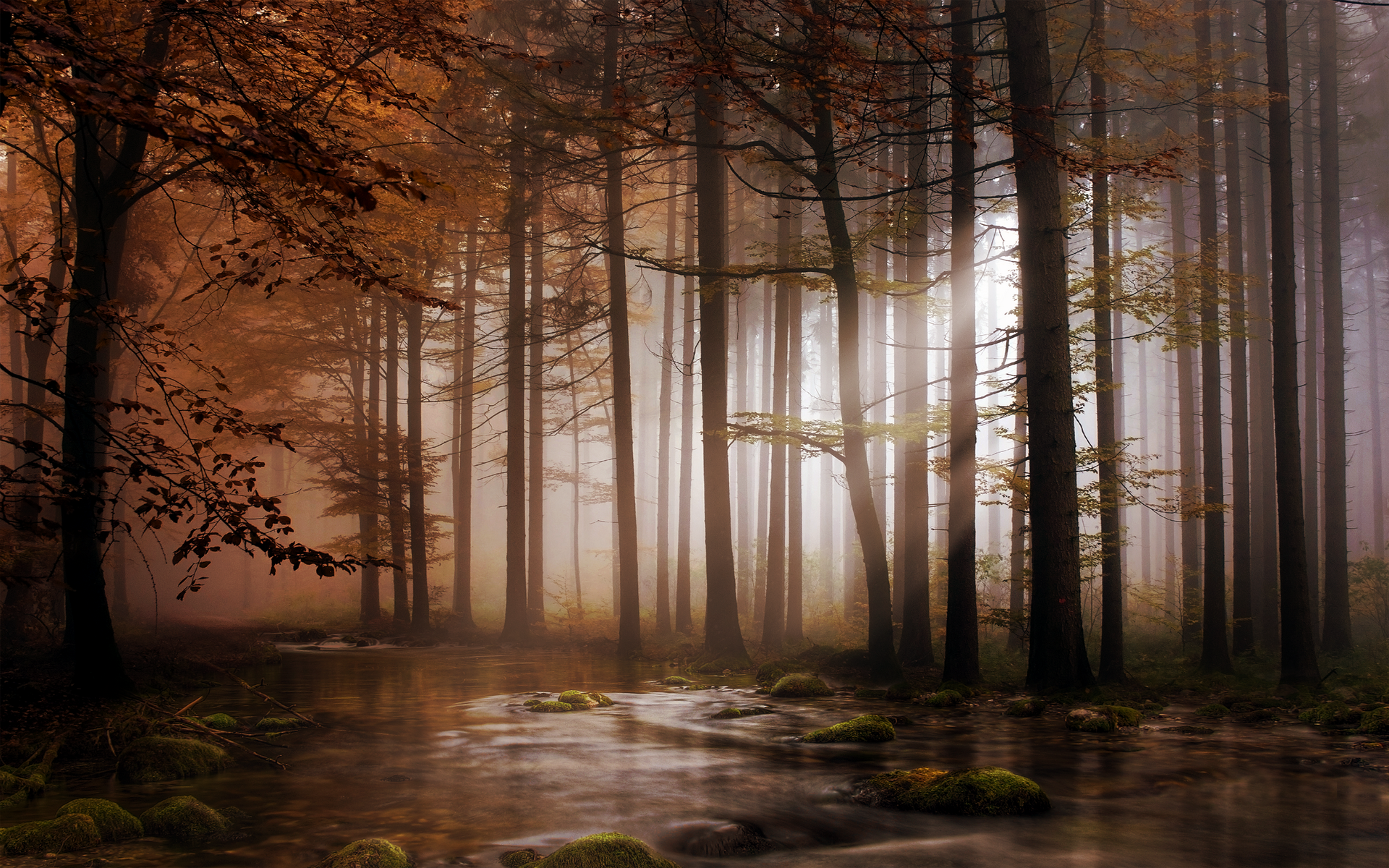 Misty Forest with Stream in Autumn HD Wallpaper