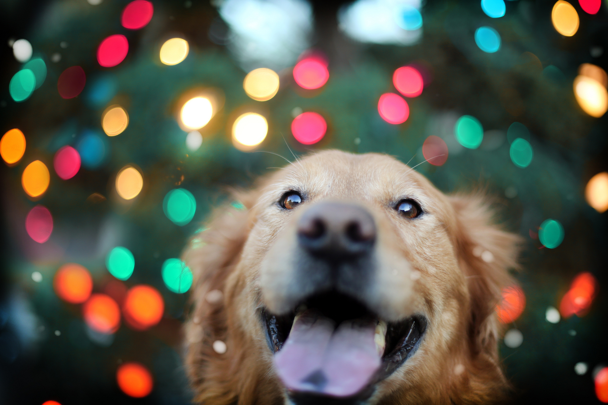 Golden Retriever with Christmas lights HD Wallpaper