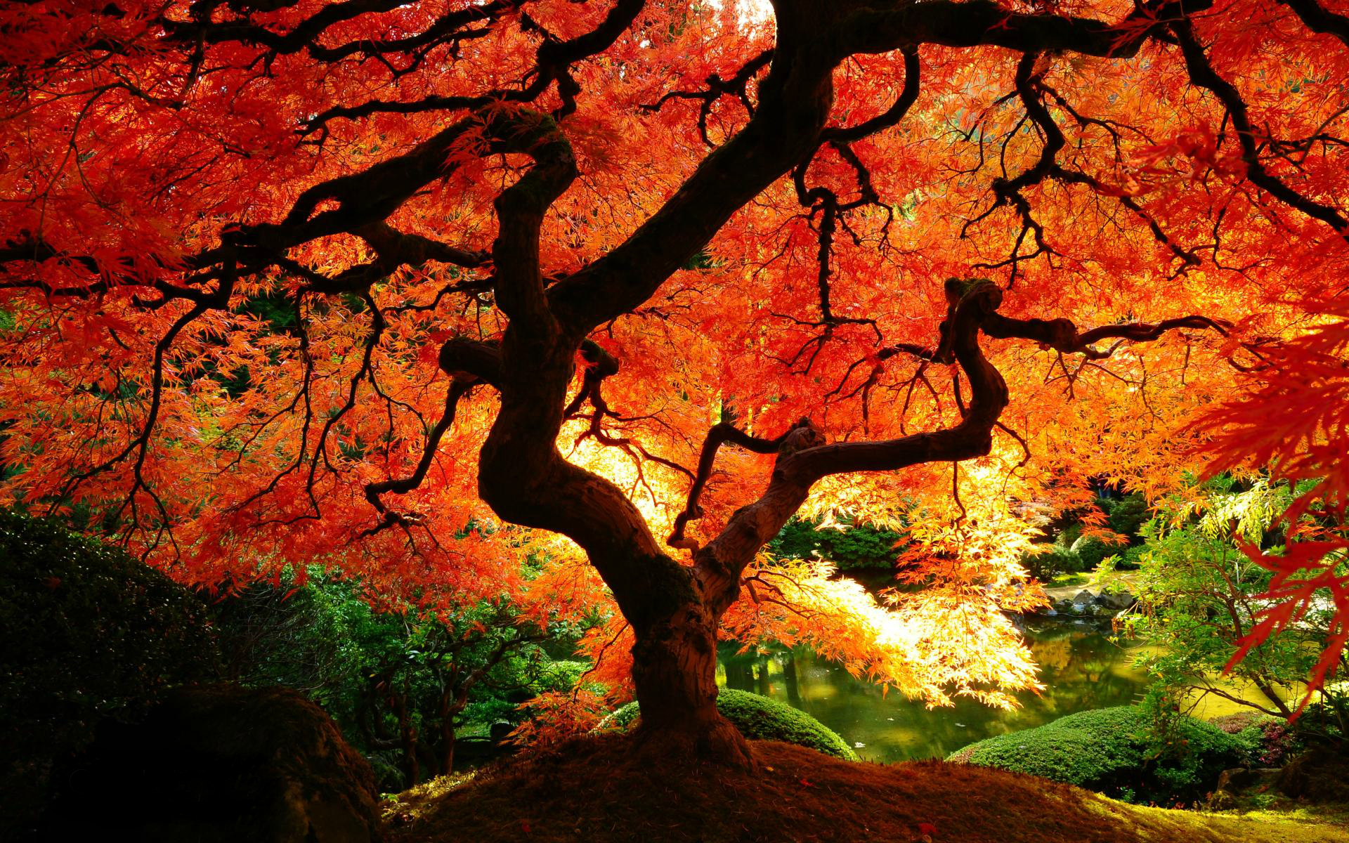 Japanese Maple Tree in Autumn HD Wallpaper