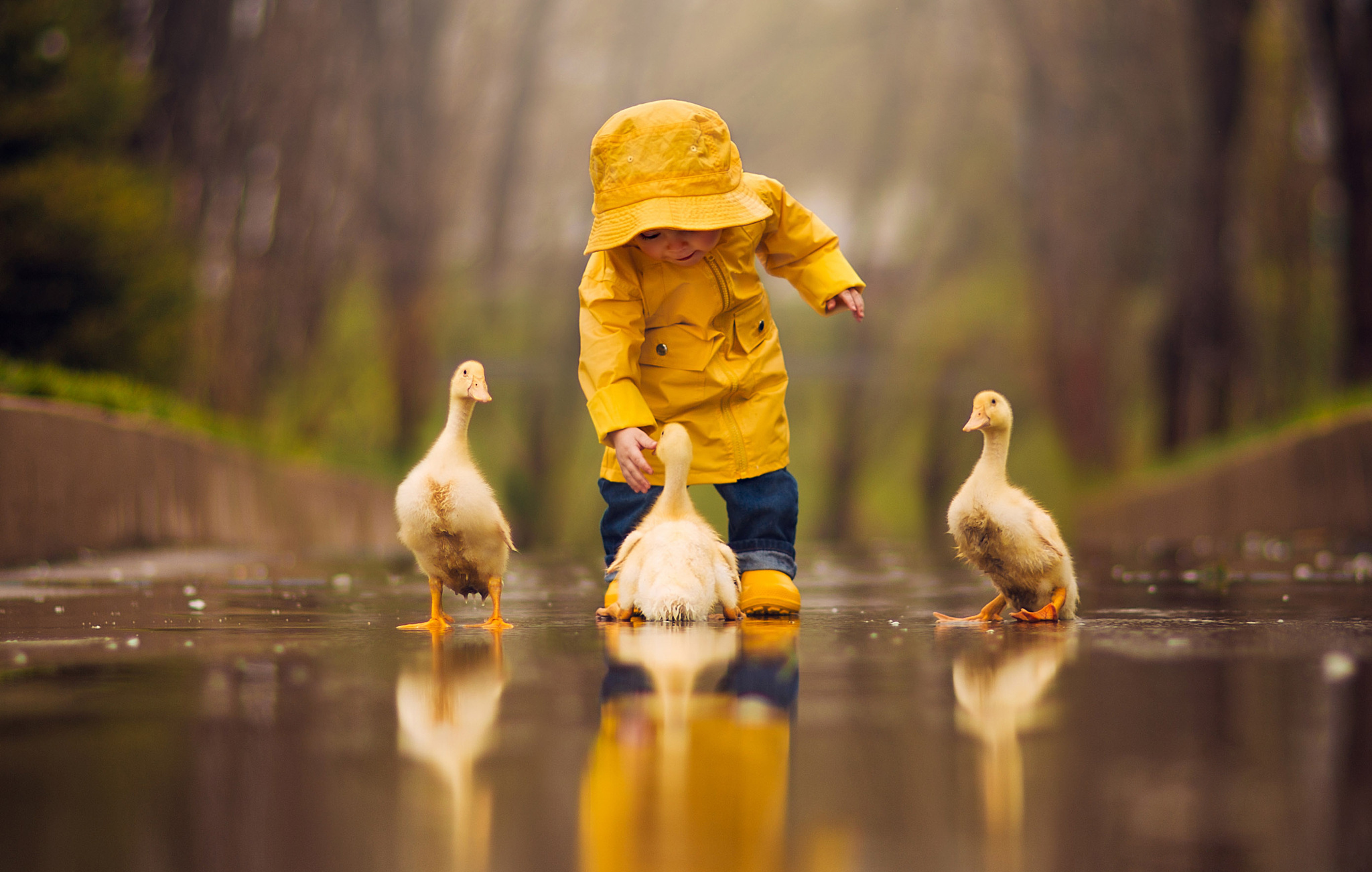 Child in Yellow Raincoat Playing with Ducklings HD Wallpaper