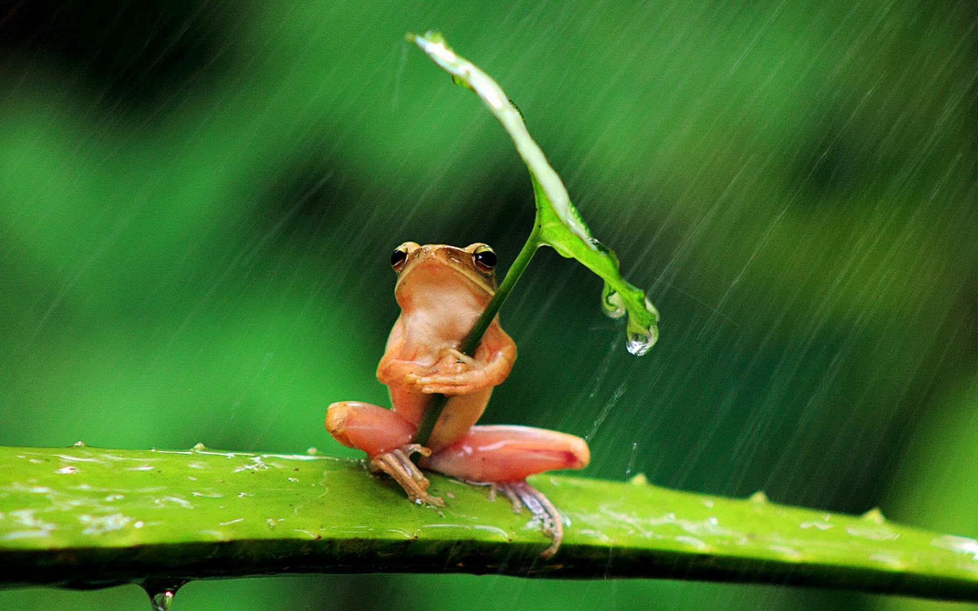 Frog holding a leaf as an umbrella in the rain HD Wallpaper