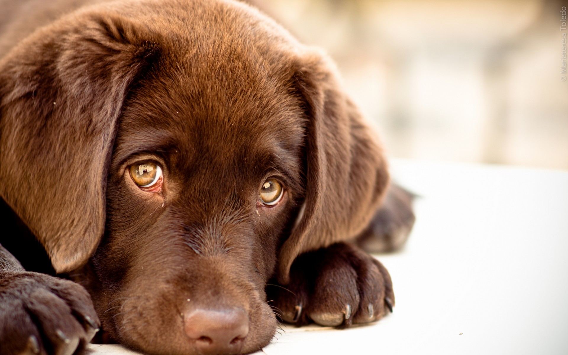 Chocolate Labrador Puppy Close-Up HD Wallpaper