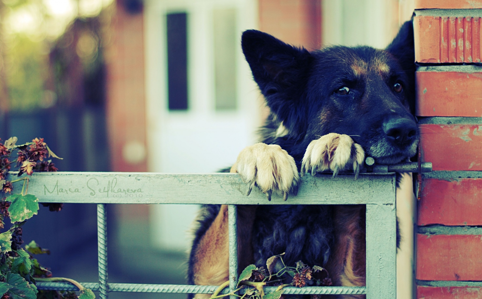 German Shepherd dog resting head on fence HD Wallpaper