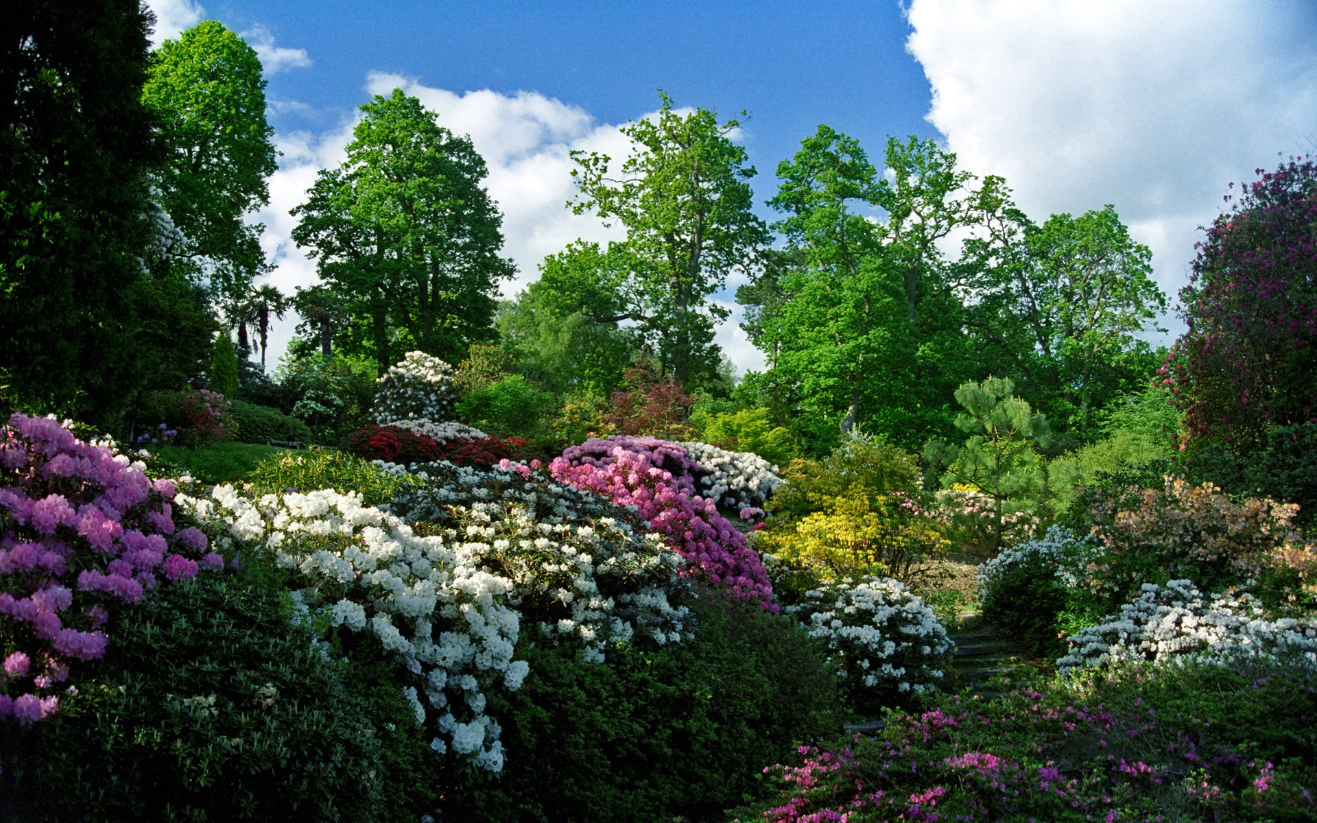 Garden Walk with Colorful Rhododendrons HD Wallpaper