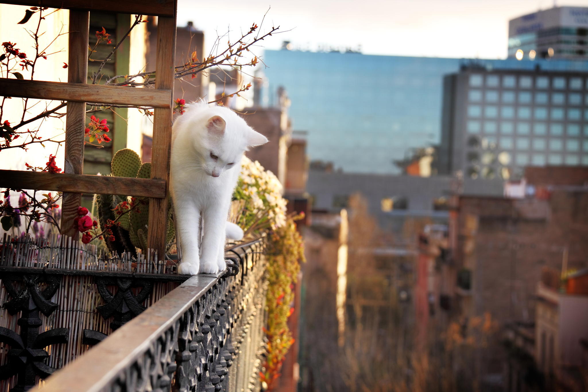 White cat on a balcony overlooking a city HD Wallpaper