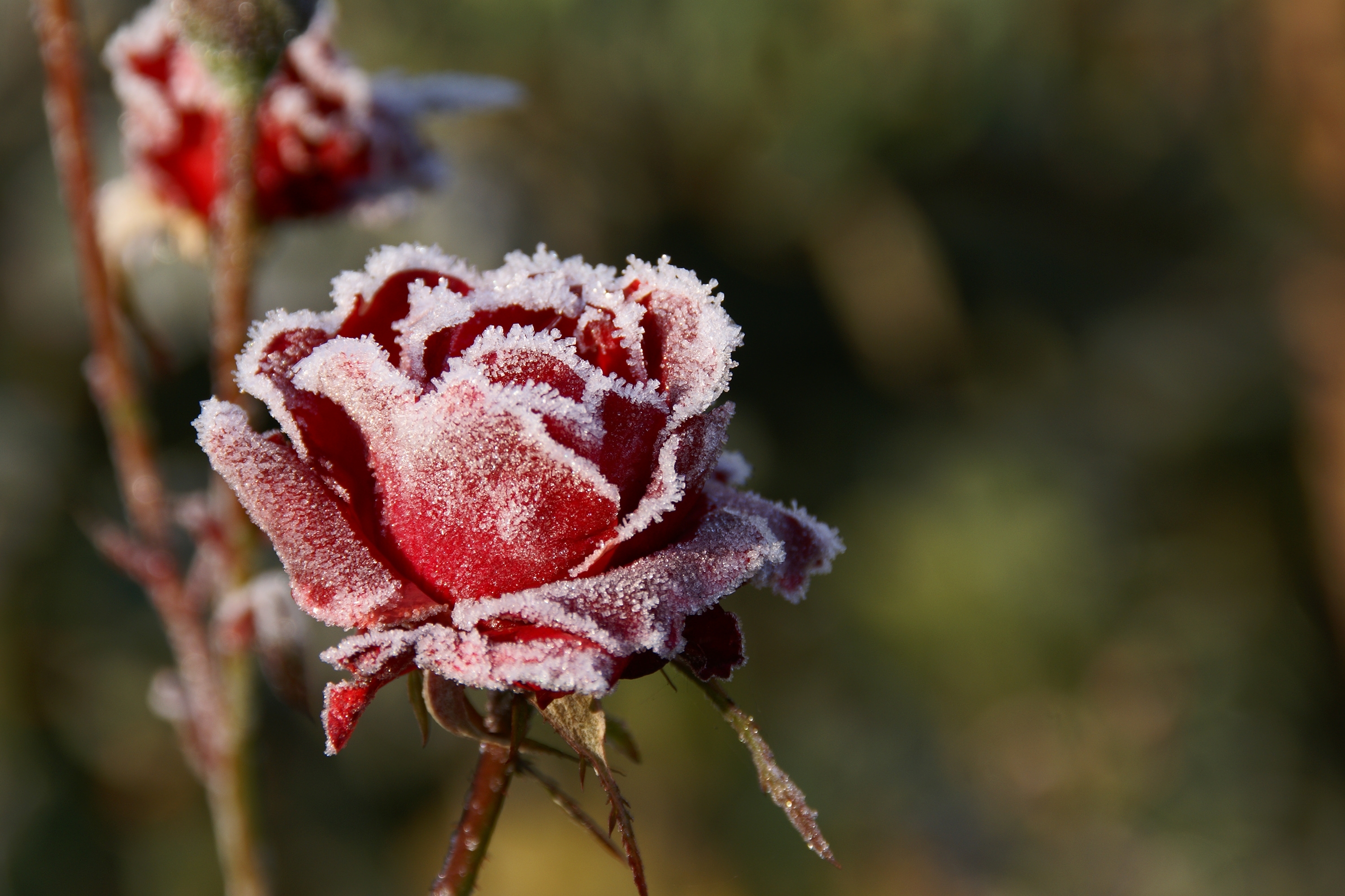 Red rose covered in frost HD Wallpaper