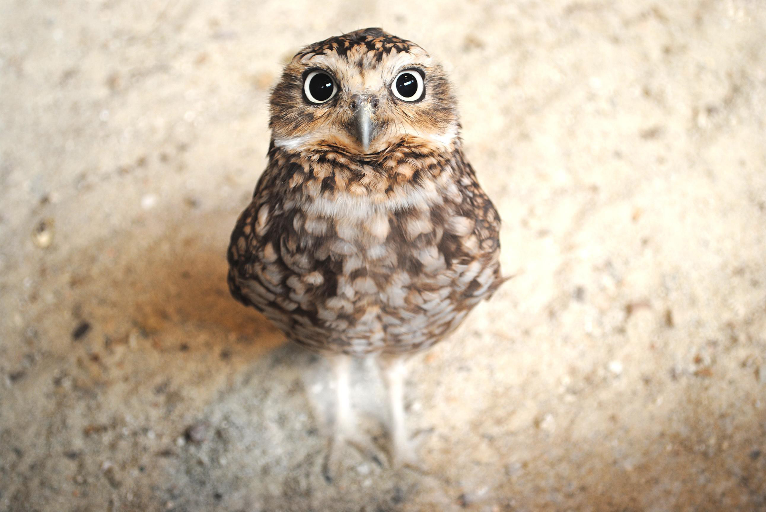 A small owl with large eyes on a sandy surface HD Wallpaper