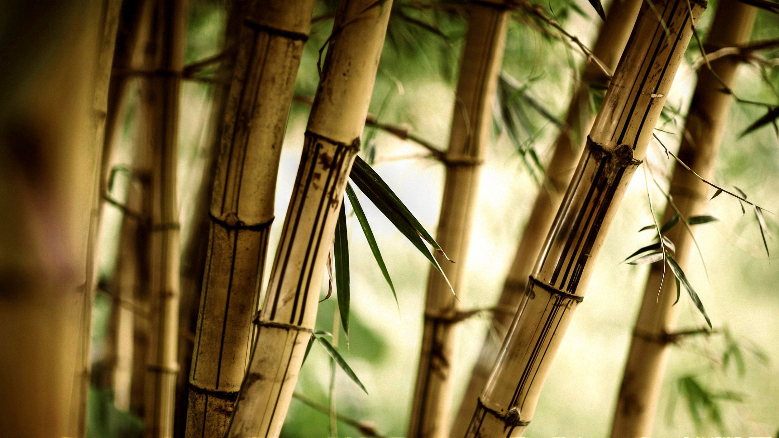 Bamboo stalks in soft evening light HD Wallpaper