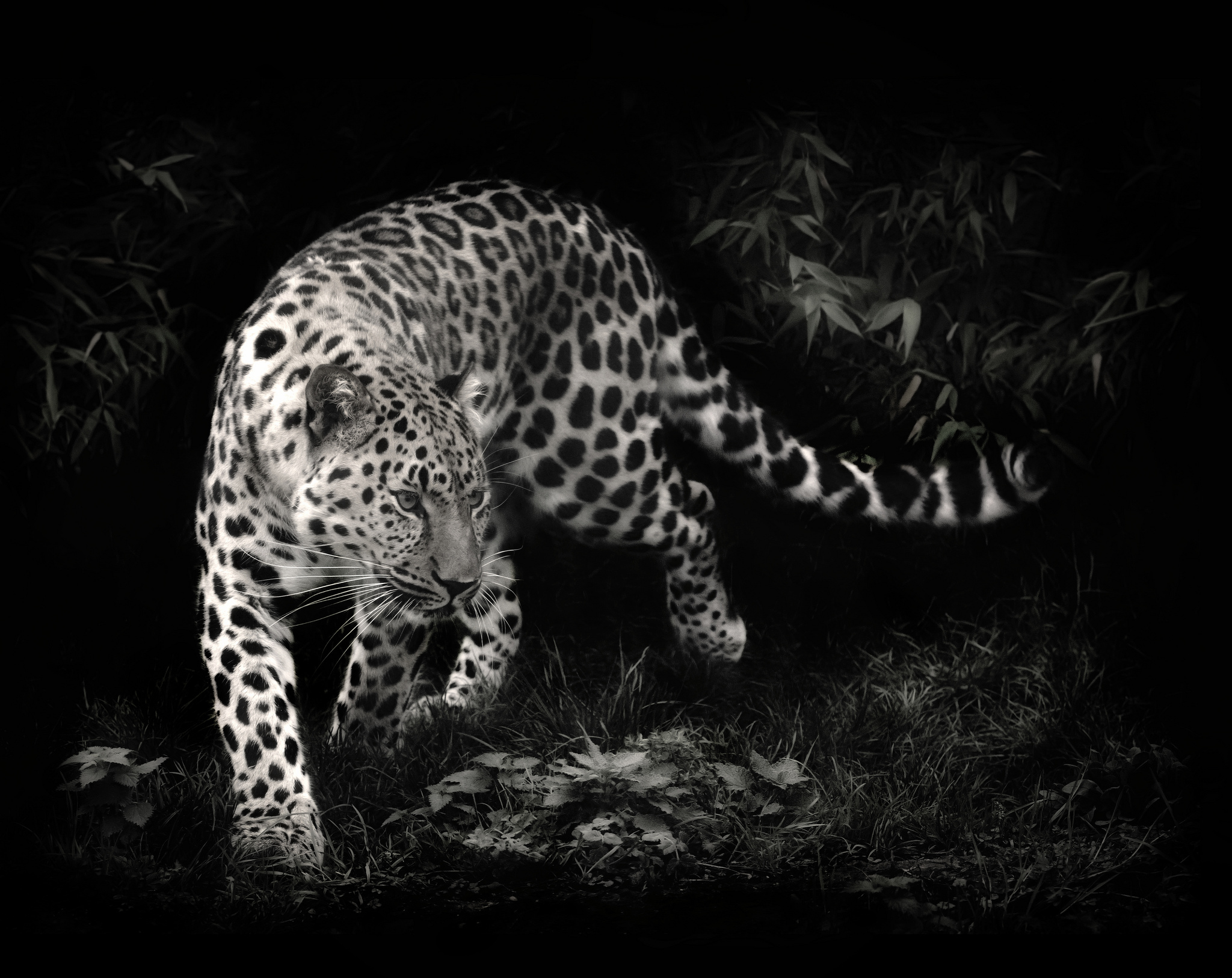 Leopard walking in dark forest HD Wallpaper
