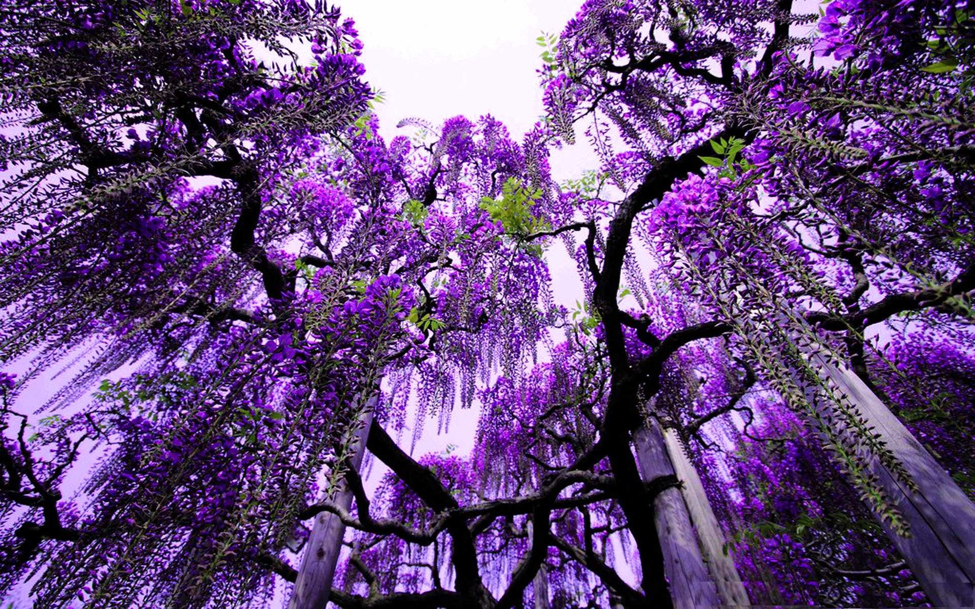 Purple Wisteria Tree HD Wallpaper