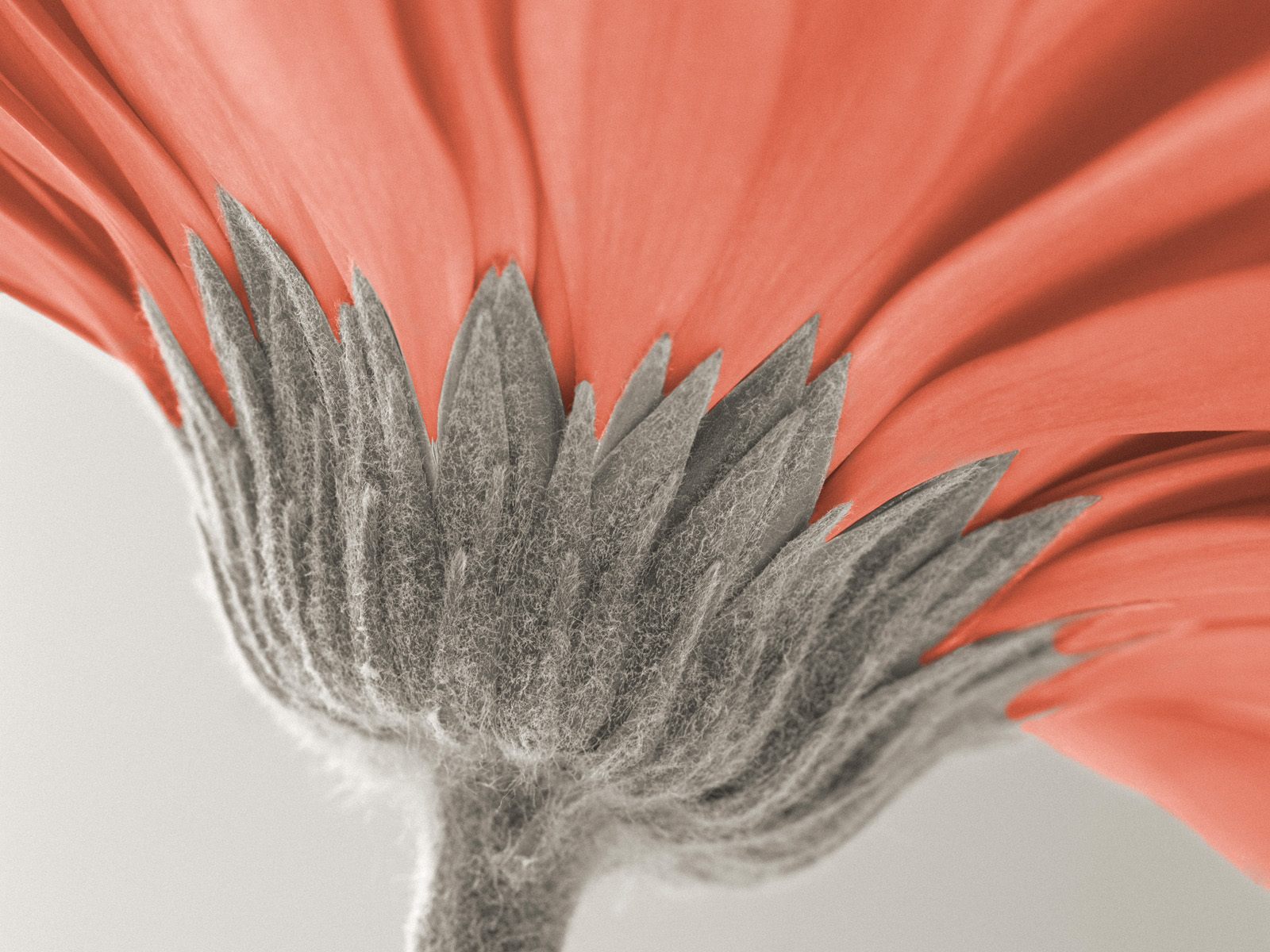 Close-up of a Coral Gerbera Daisy HD Wallpaper