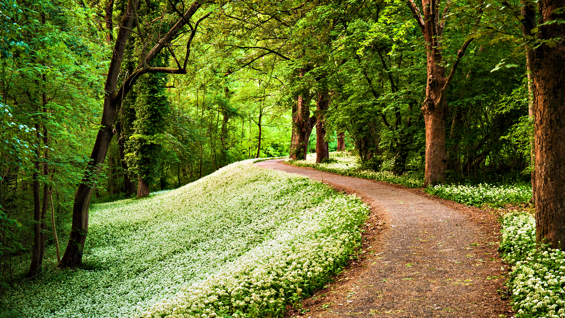 A winding path through a forest with white flowers HD Wallpaper