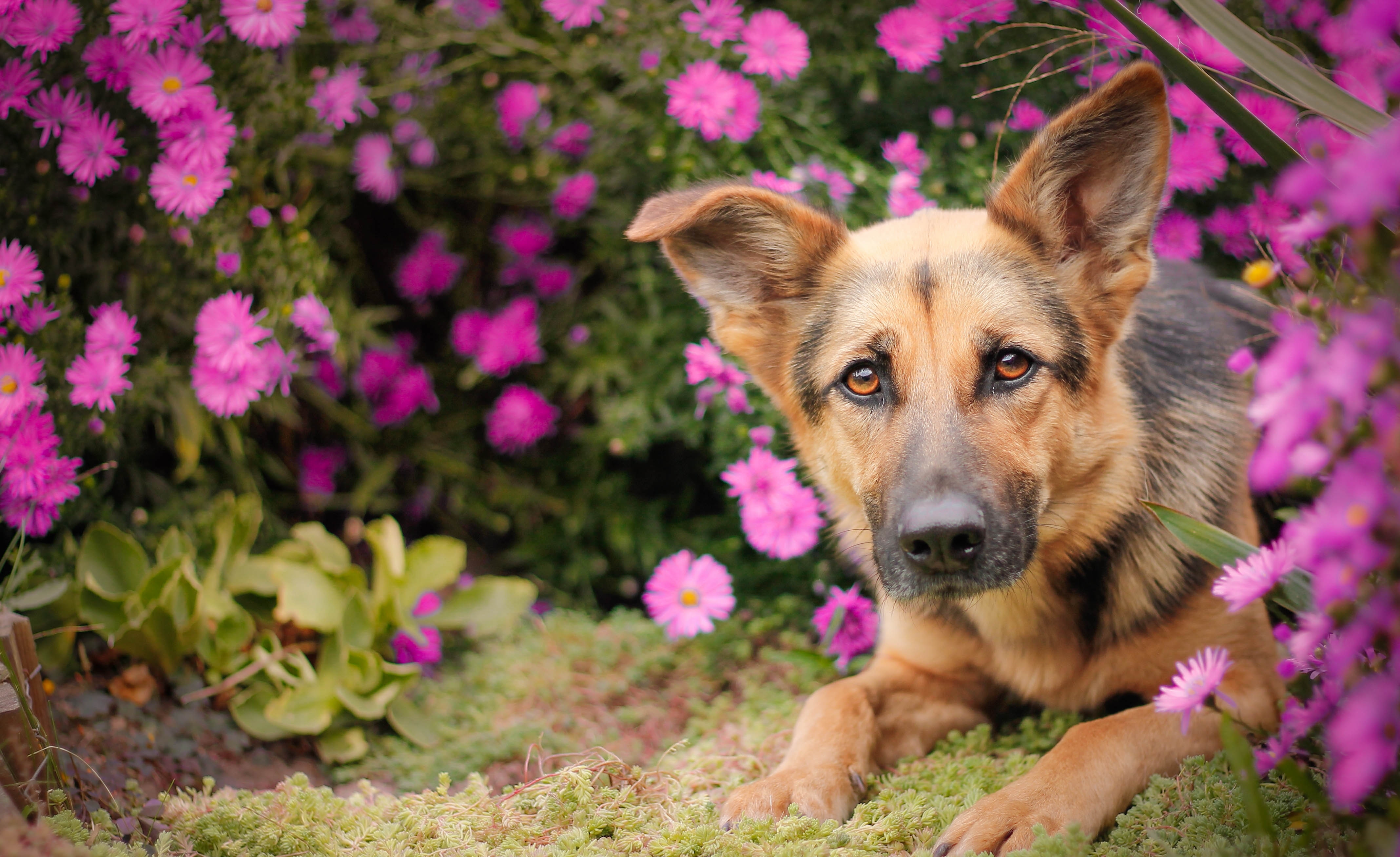 German Shepherd Dog in Pink Flowers HD Wallpaper