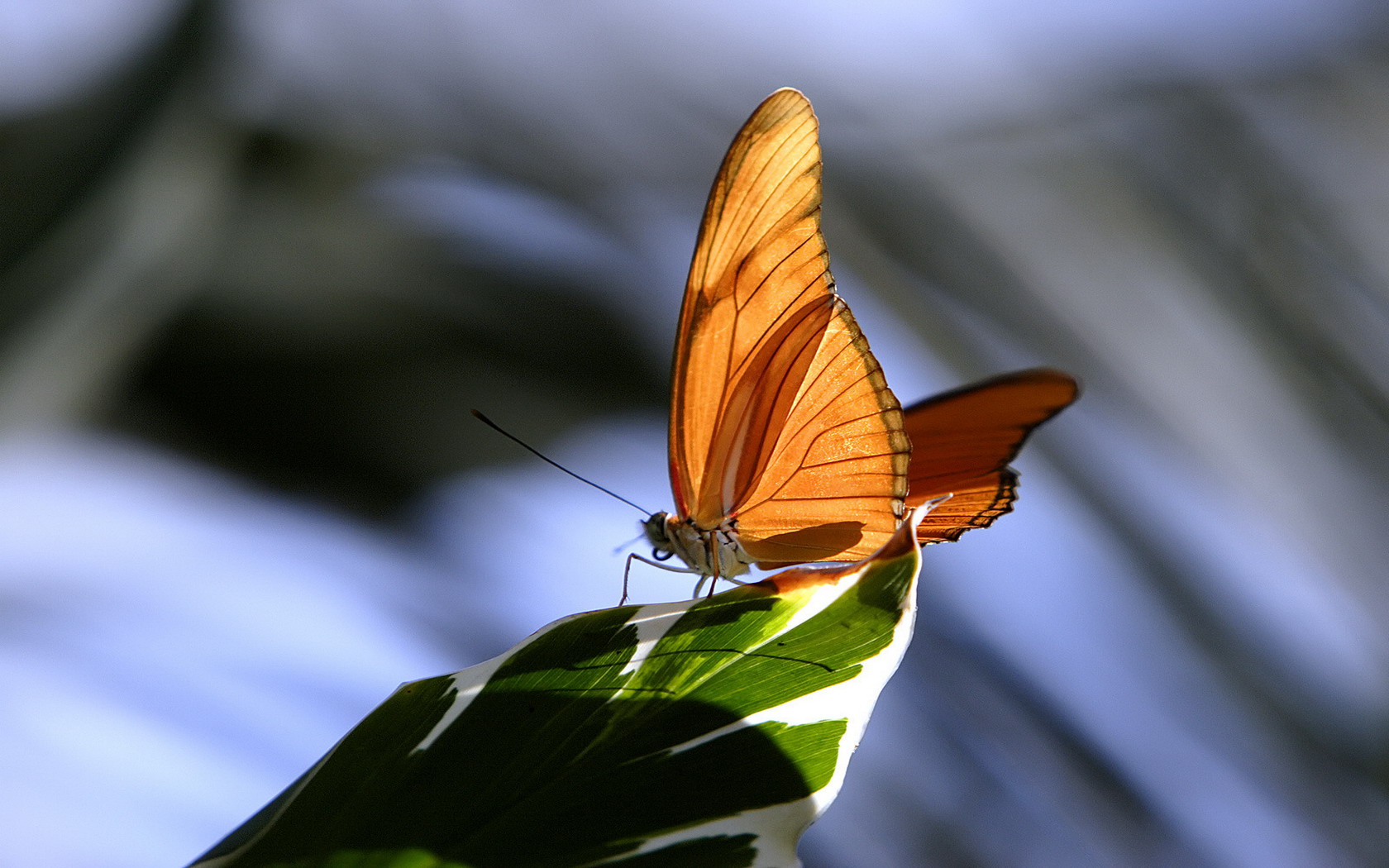 Orange butterfly on a leaf HD Wallpaper