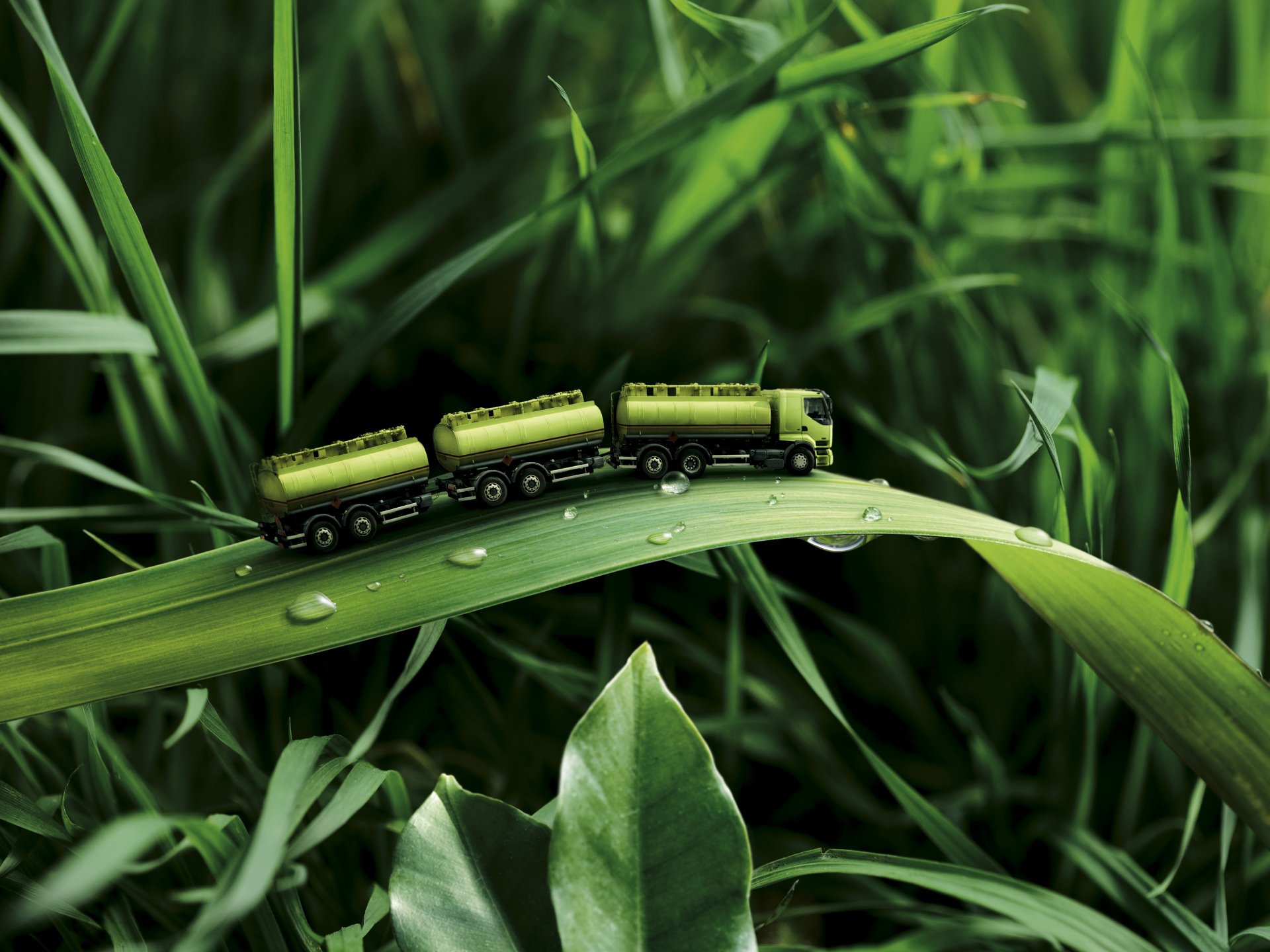 Toy trucks on a blade of grass with water drops HD Wallpaper