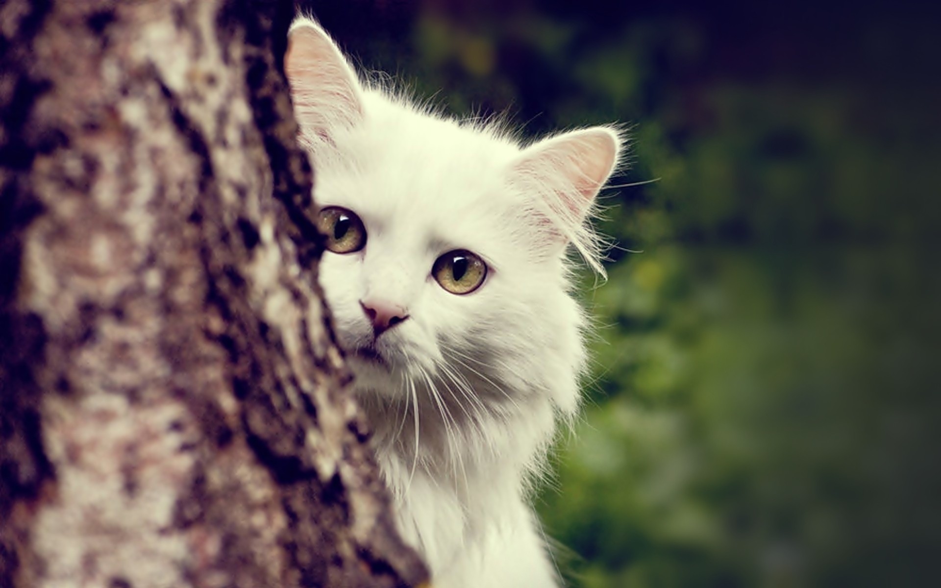 White cat peeking from behind a tree HD Wallpaper