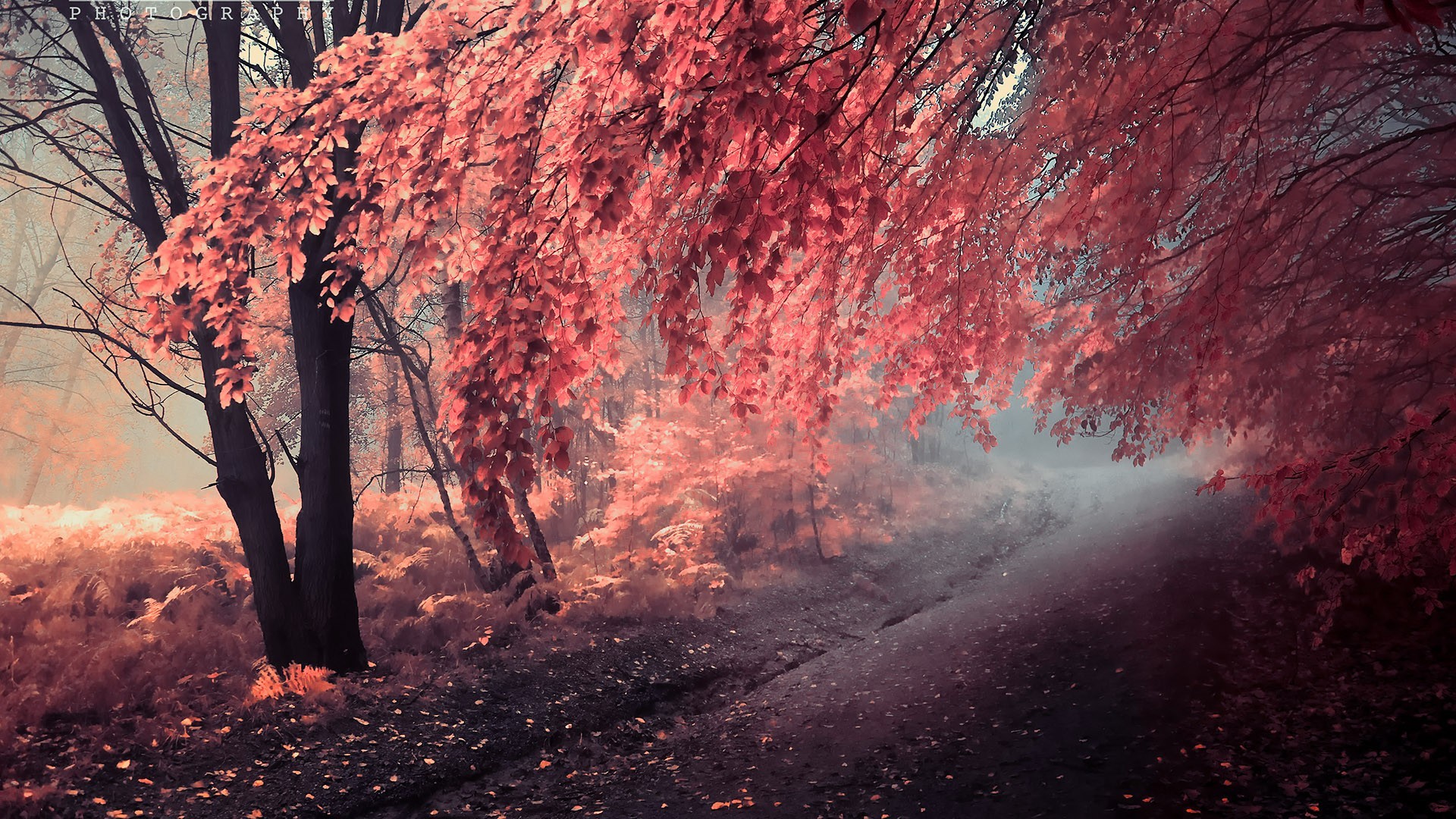 Autumn forest path with red leaves and fog HD Wallpaper