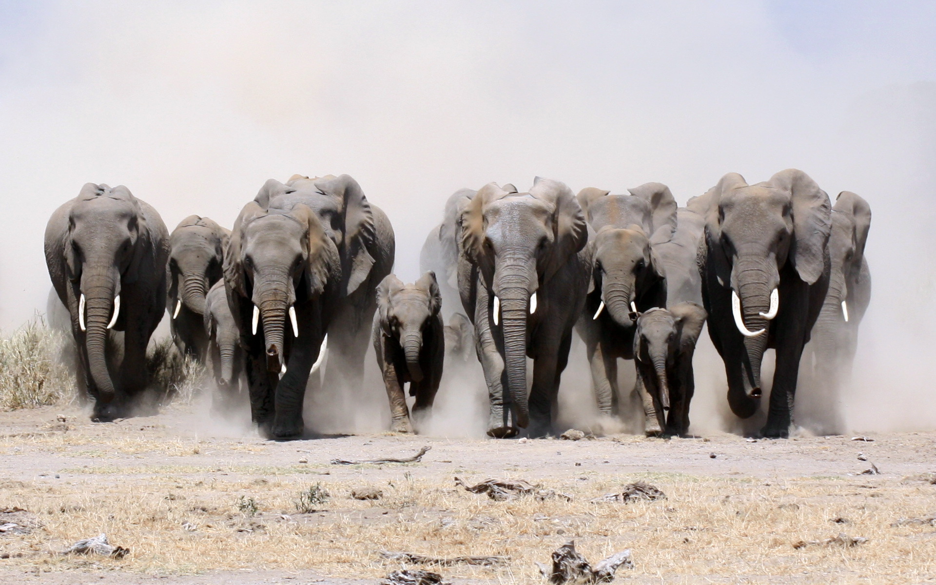 A herd of elephants running through dust HD Wallpaper