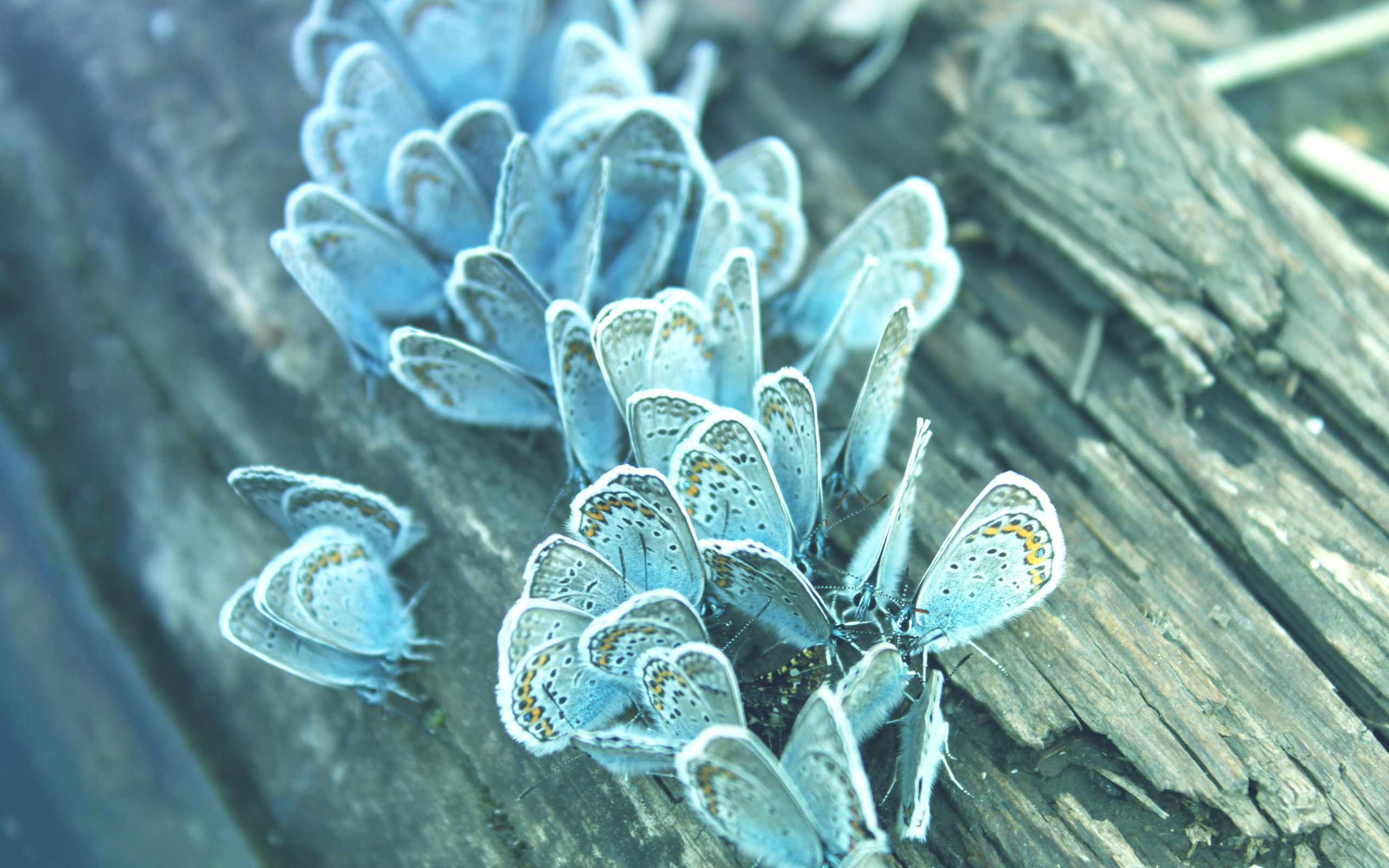 A cluster of blue butterflies on wood HD Wallpaper