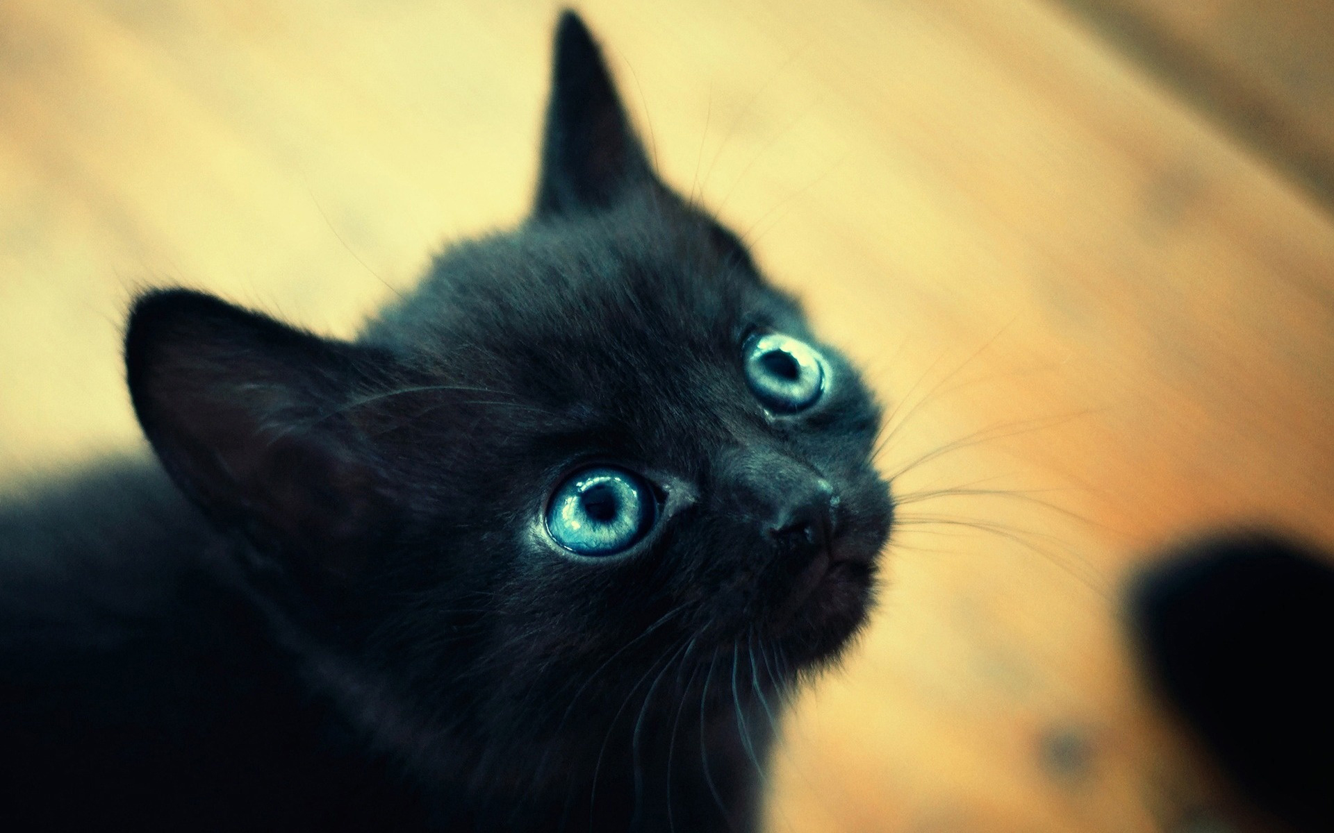 Black kitten with bright blue eyes looking up HD Wallpaper