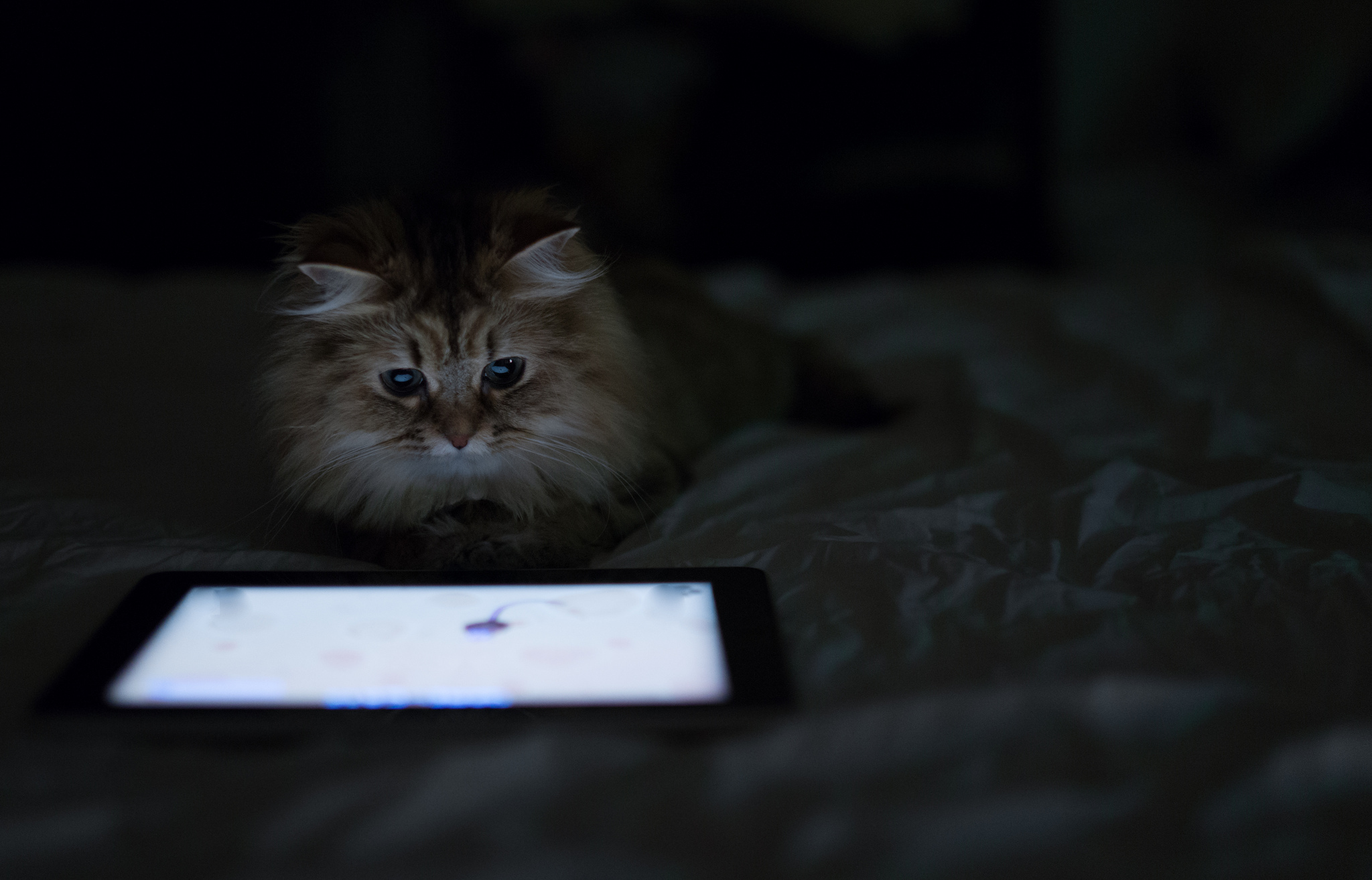 Fluffy cat looking at a tablet screen HD Wallpaper