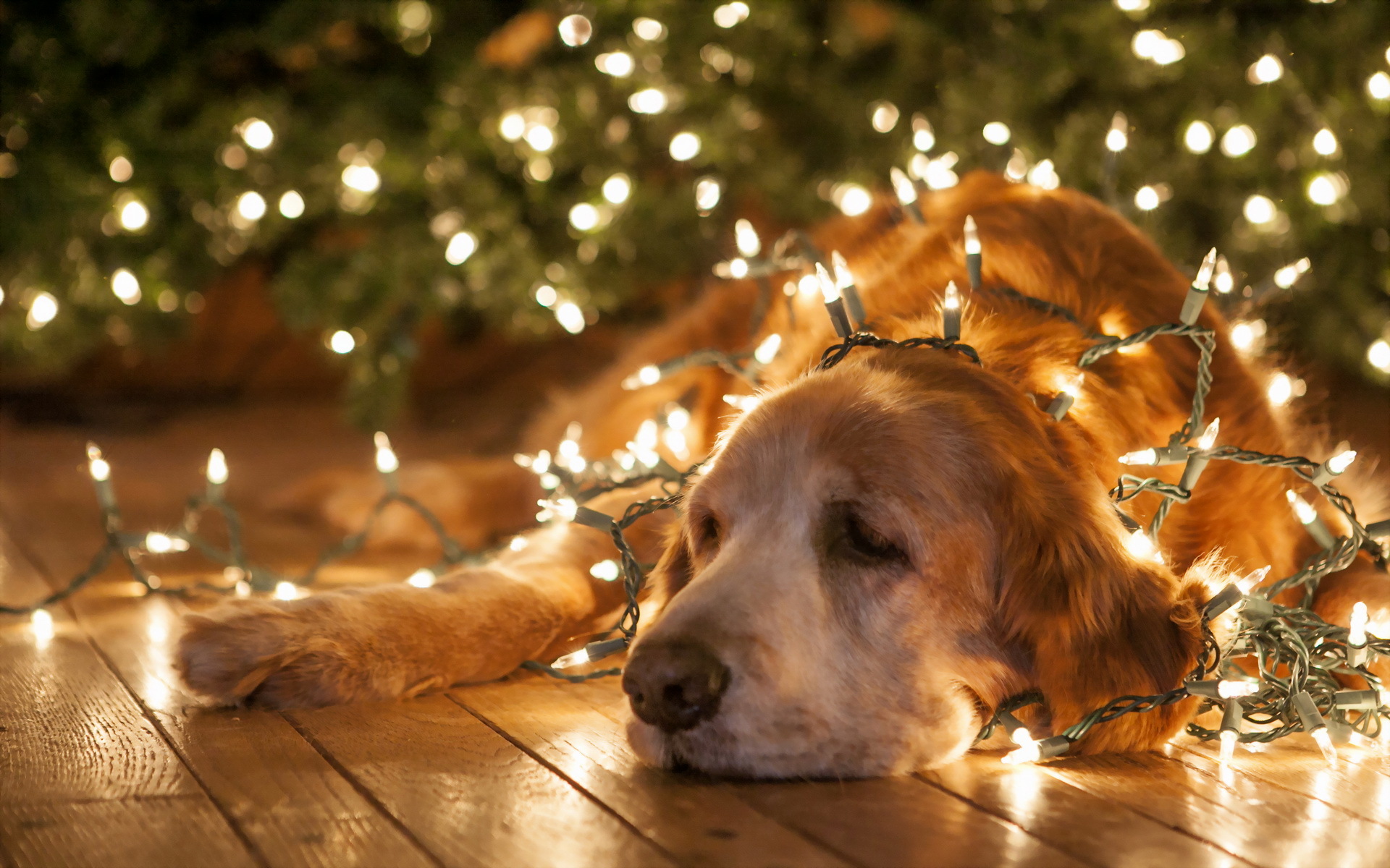 Golden Retriever dog tangled in Christmas lights HD Wallpaper
