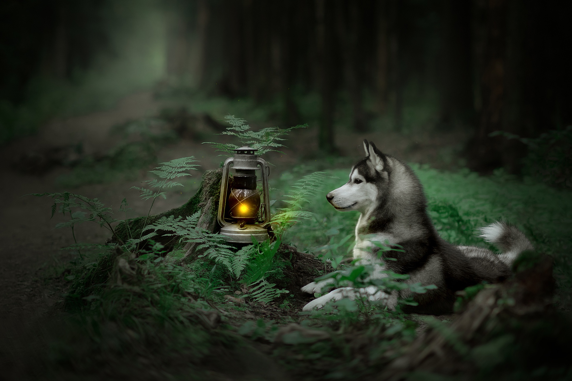 Husky dog by a lantern in a forest HD Wallpaper