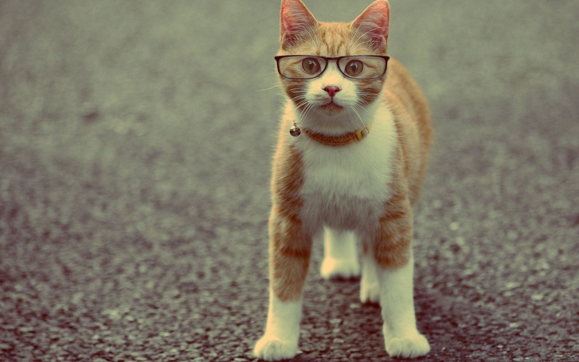 Orange tabby cat wearing glasses HD Wallpaper