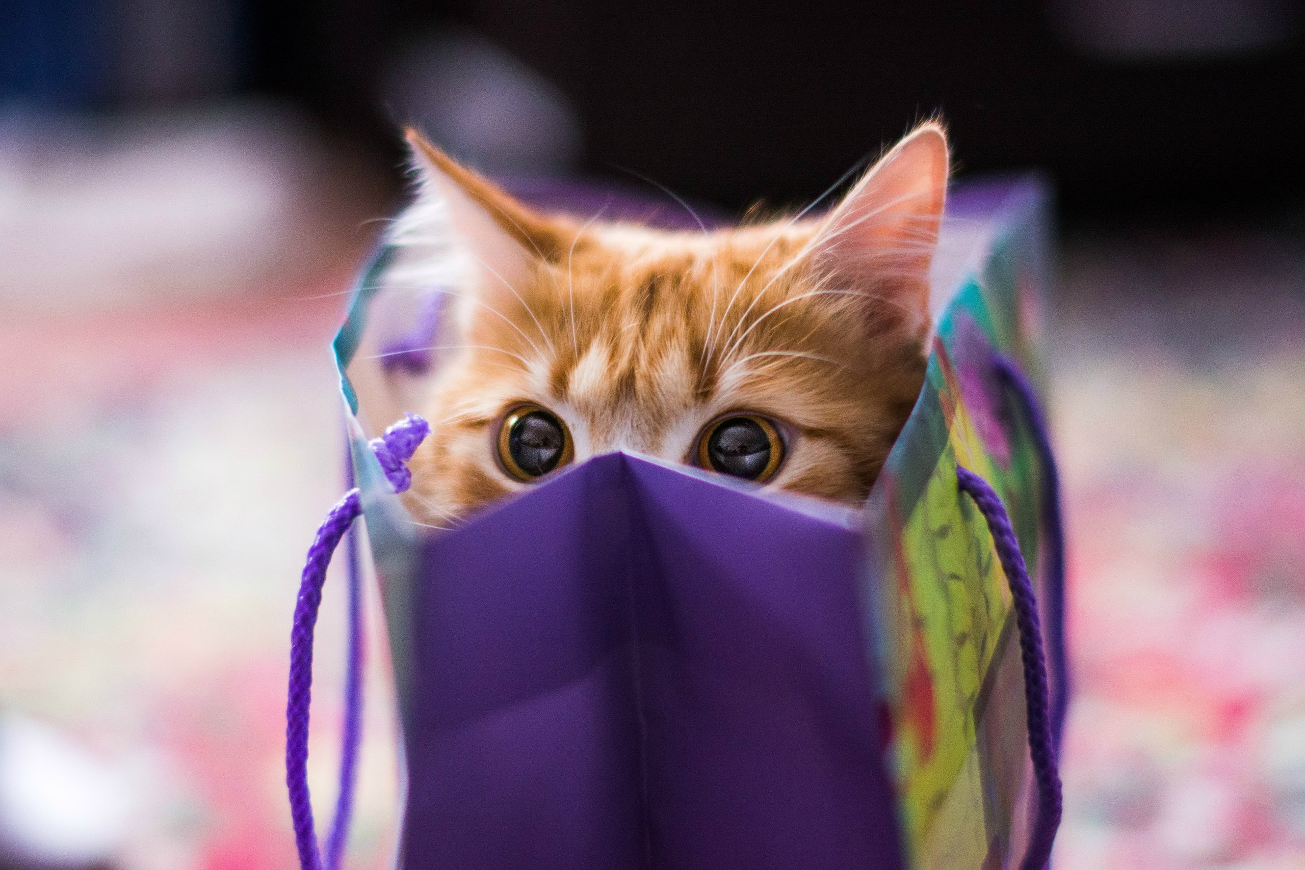 Orange kitten peeking out of a purple gift bag HD Wallpaper